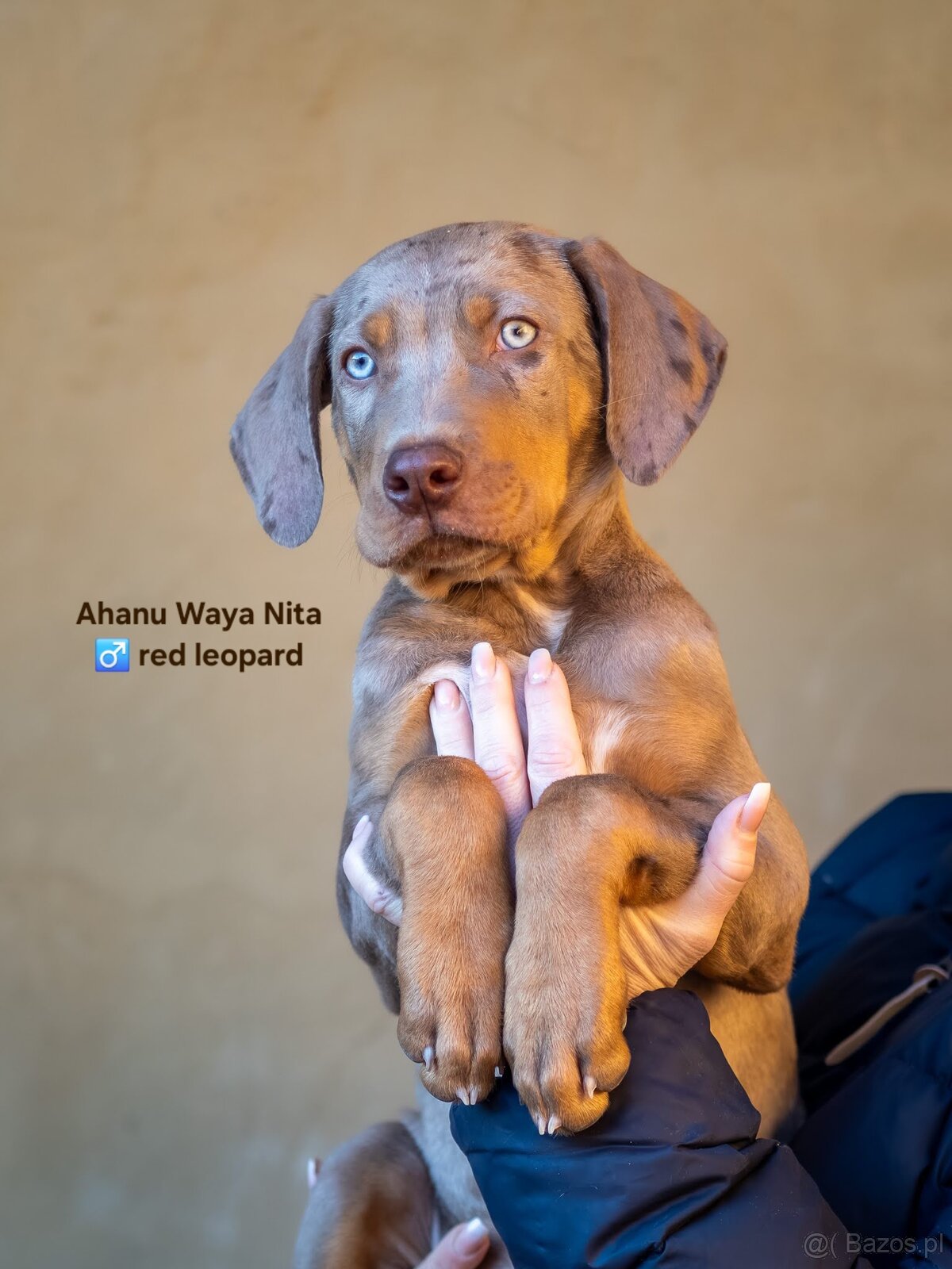 Catahoula Leopard Dog - 3