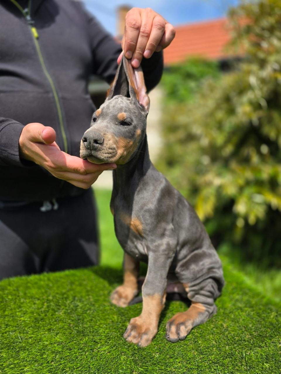 NIEBIESKIE KOPIOWANE SZCZENIĘTA DOBERMANA Z RODOWODEM FCI - 3
