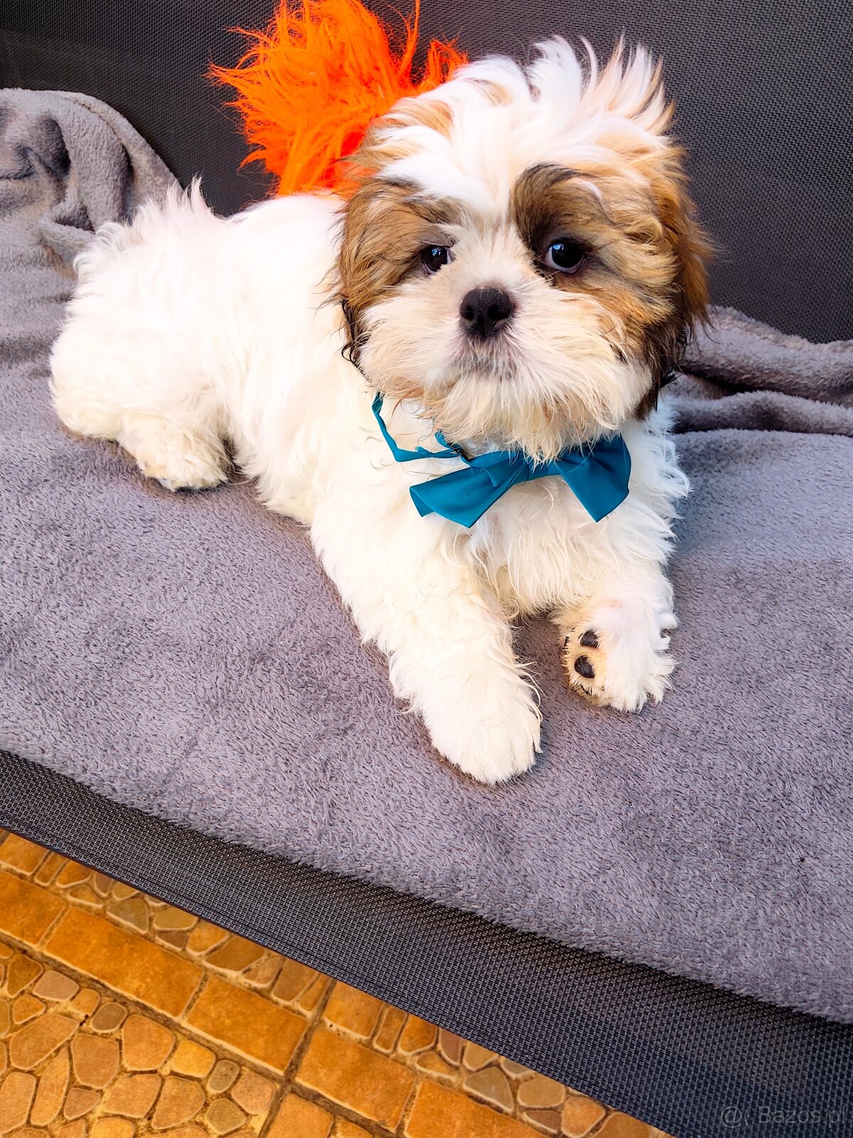 Szczeniaczki shih tzu - 3