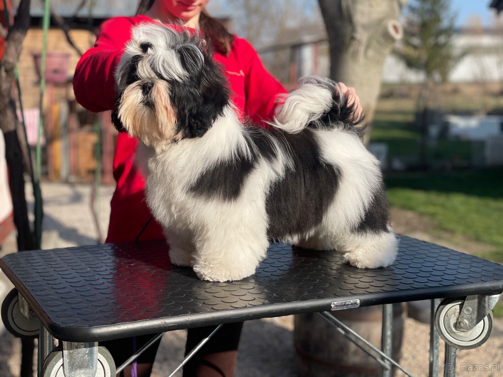 Shih Tzu PP ( shihtzu, sicu) - 3