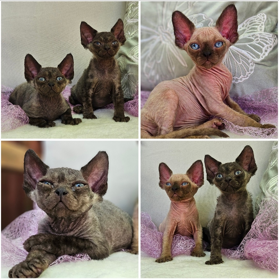 Devon rex z rodowodem - 3