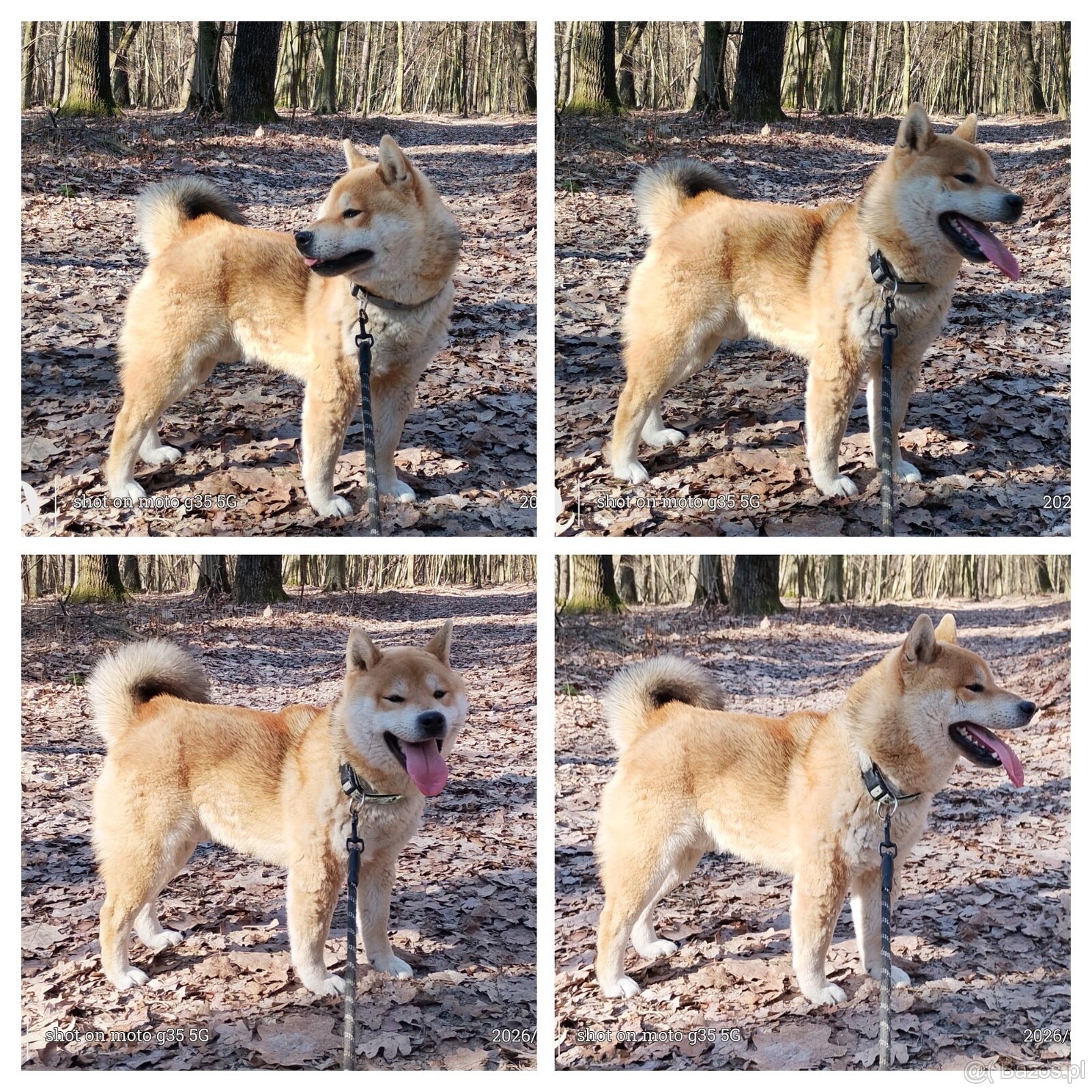 Shiba Inu - czerwony, roczny samczyk - 3