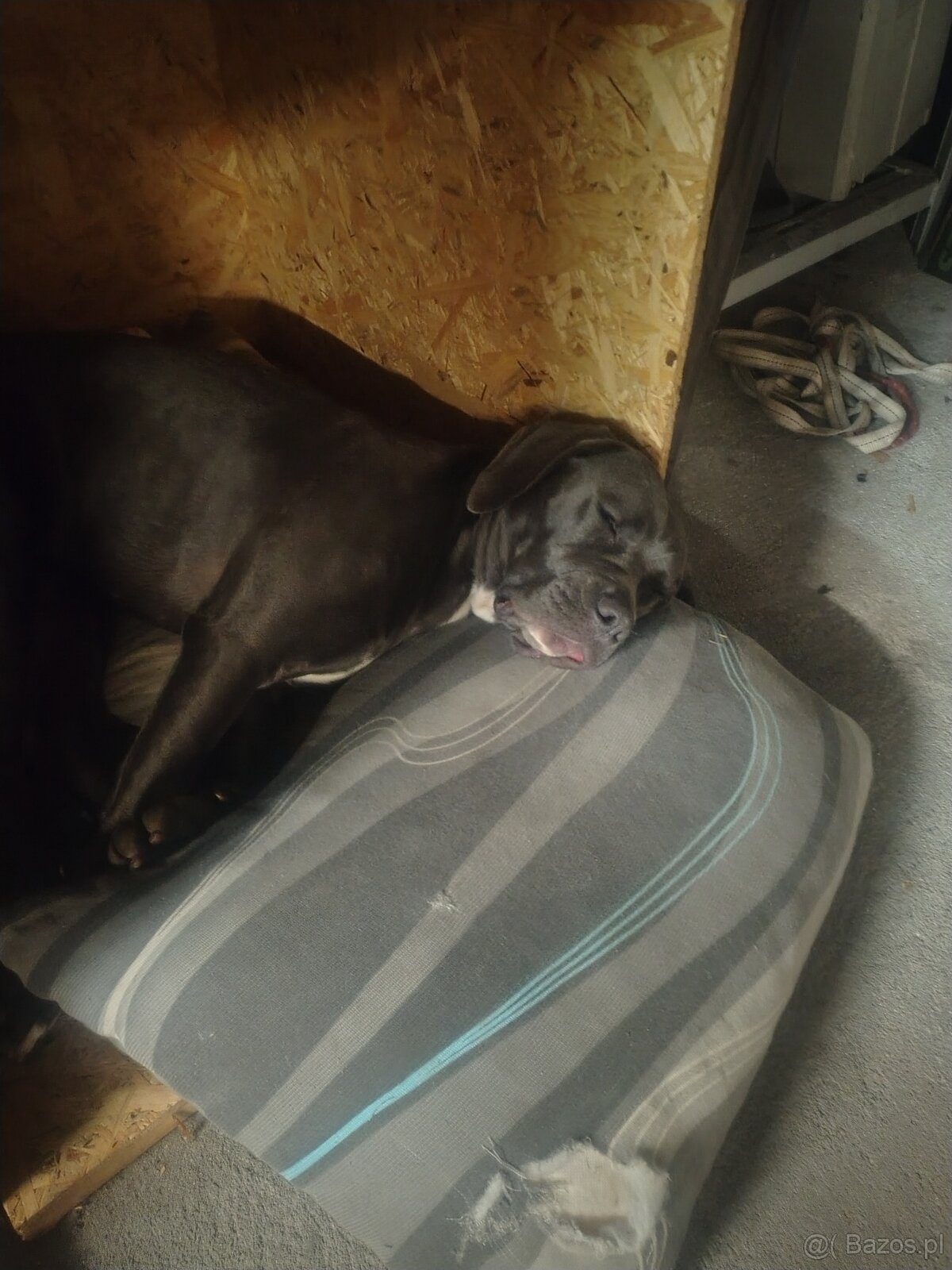 Cane Corso suka 14 miesięcy - 3