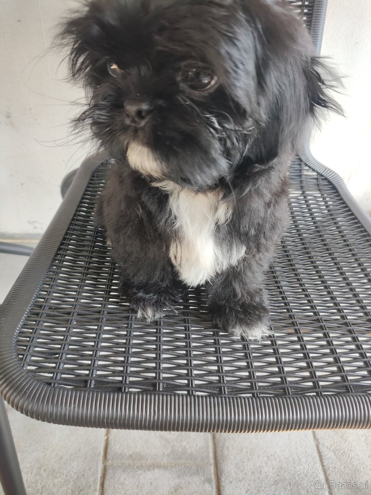 Piesek shih-tzu - 3