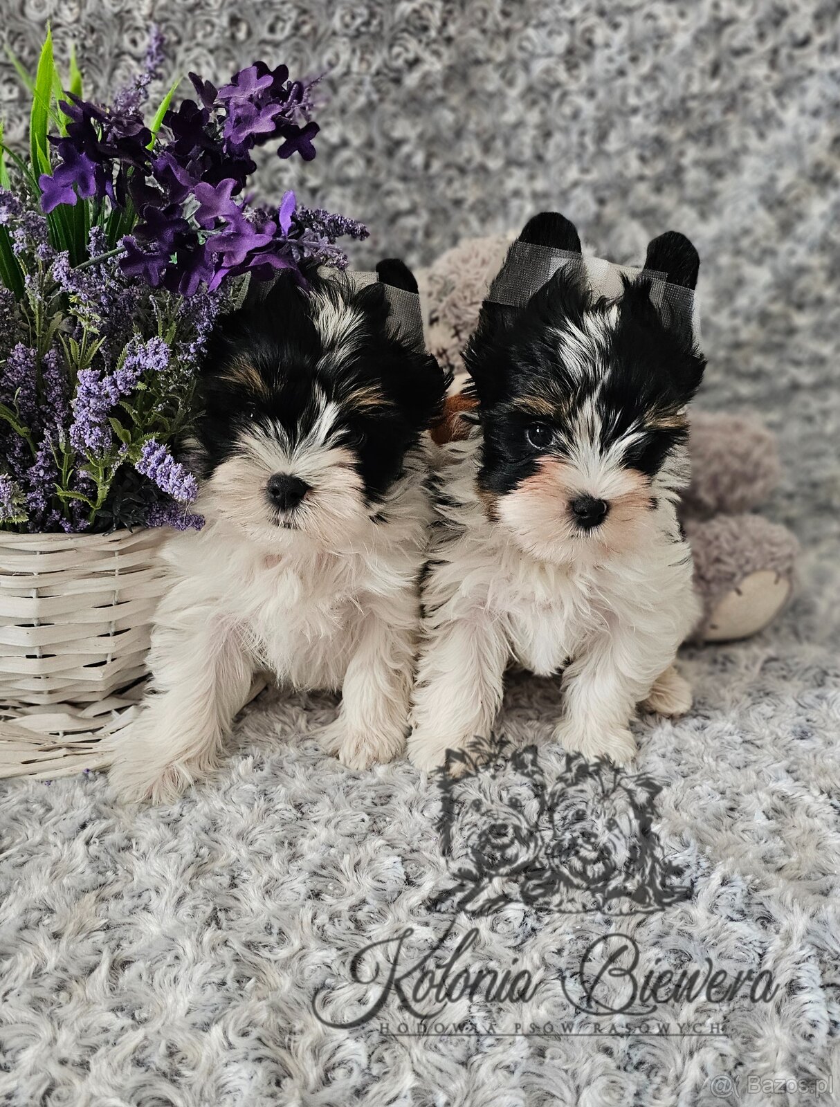 Yorkshire Terrier Biewer (TRICOLOR) piesek PASZPORT - 3