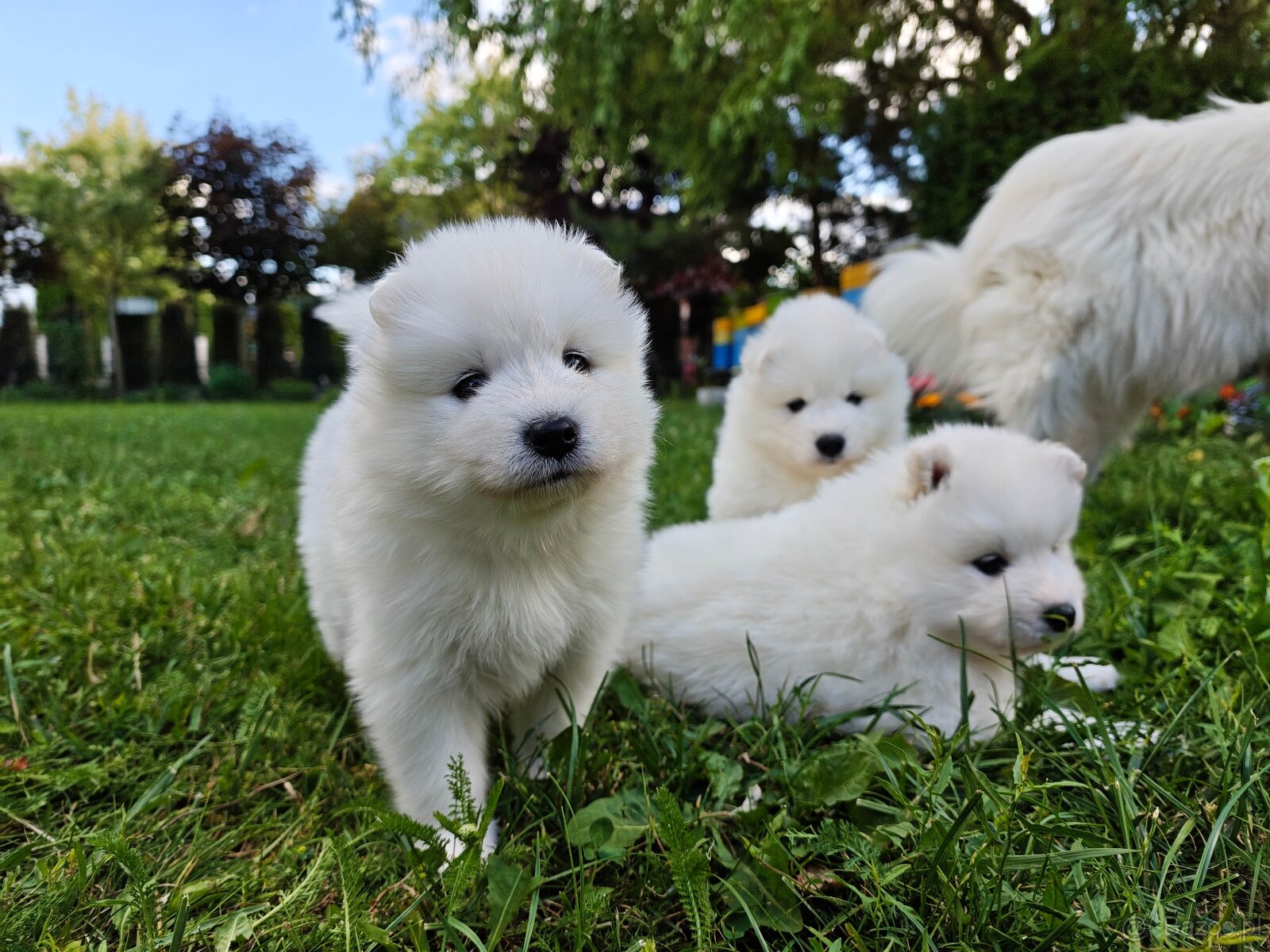 Samoyed szczenięta - 3