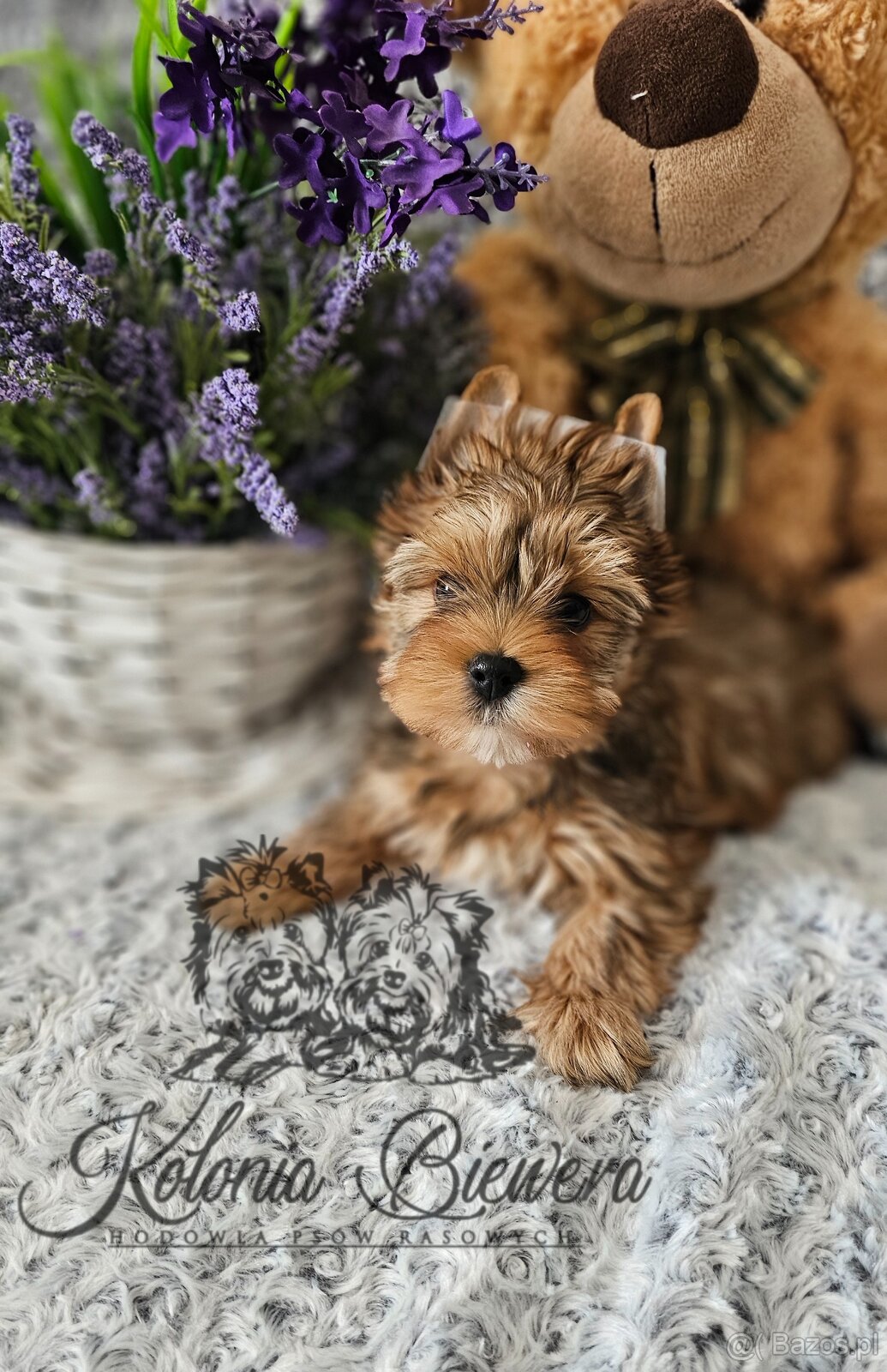 Yorkshire Terrier Ocean Pearl piesek PASZPORT - 3