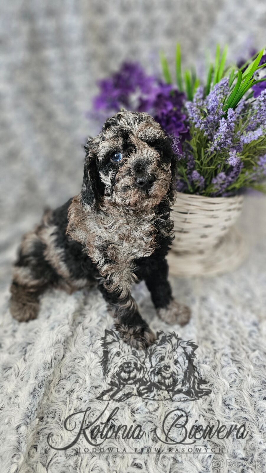 Pudel Toy/Miniaturowy Blue Merle adania Genetyczne Paszport - 3