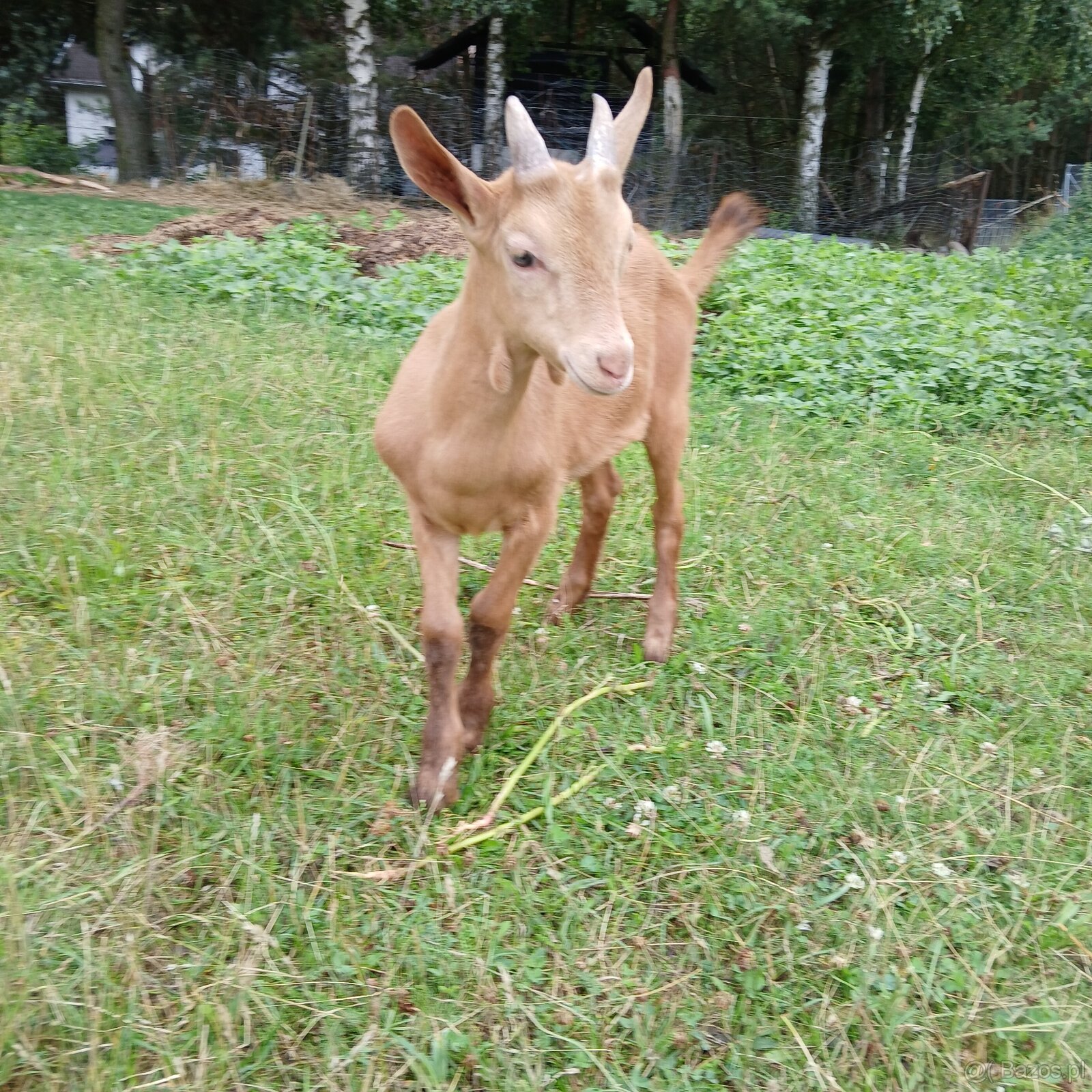 Piękny koziołek i kòzka z dobrej kontrolowanej hodowli. - 3