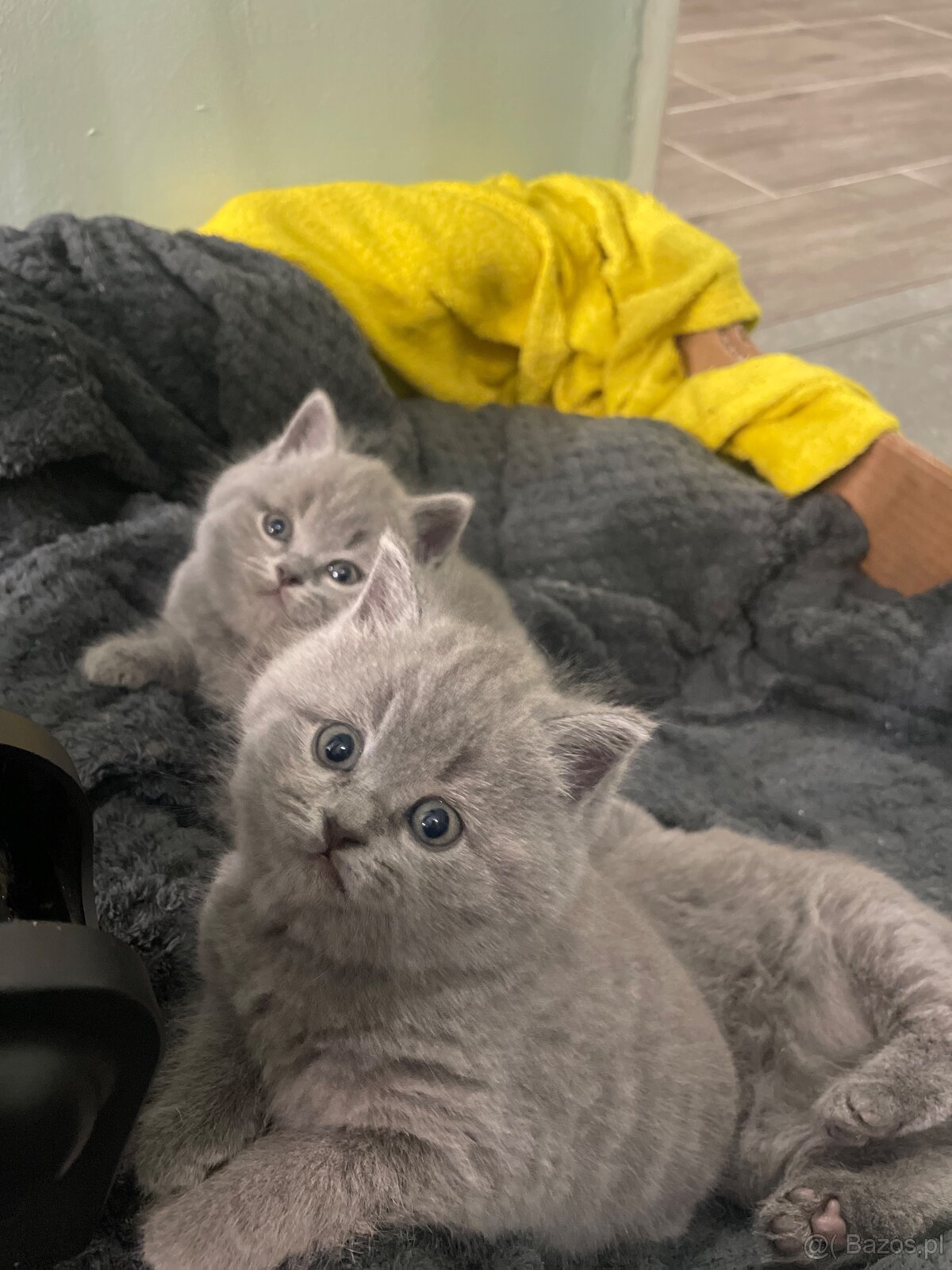 Kotki brytyjskie - 3