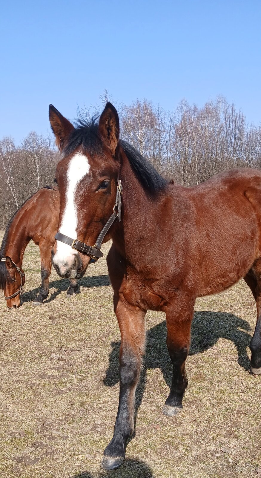 Piekny ogierek 8 miesiecy - 3