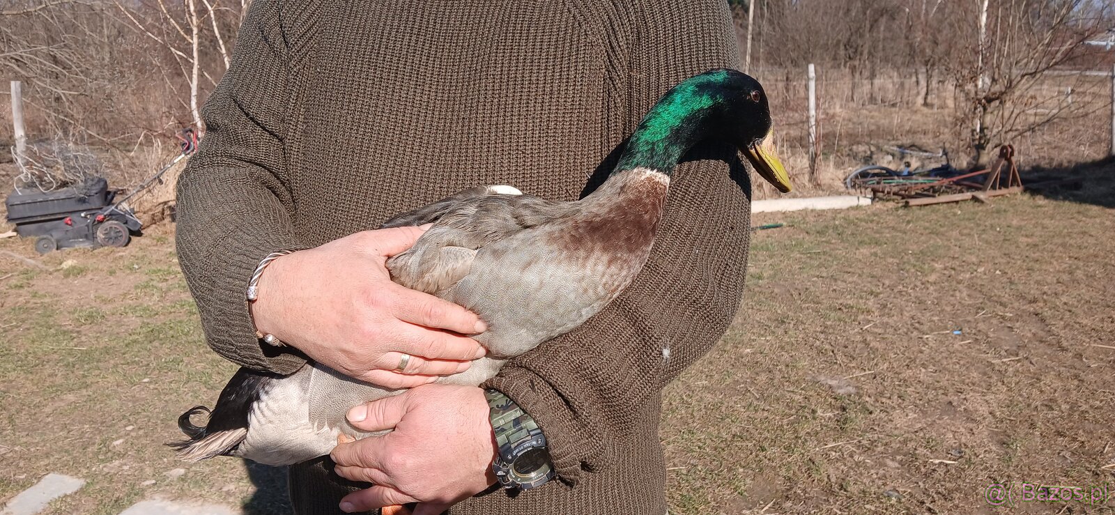 Biegusy indyjskie na slimaki - 3