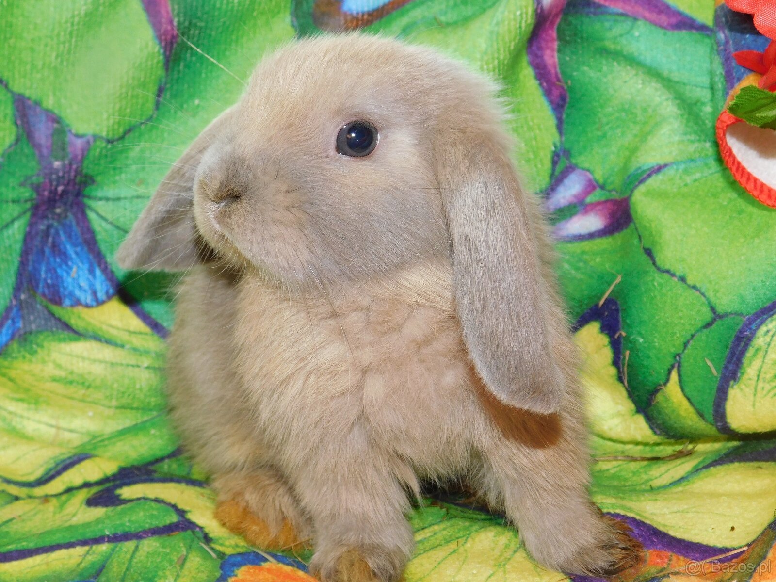 Cudne baranki niebieskie mini lop - 3