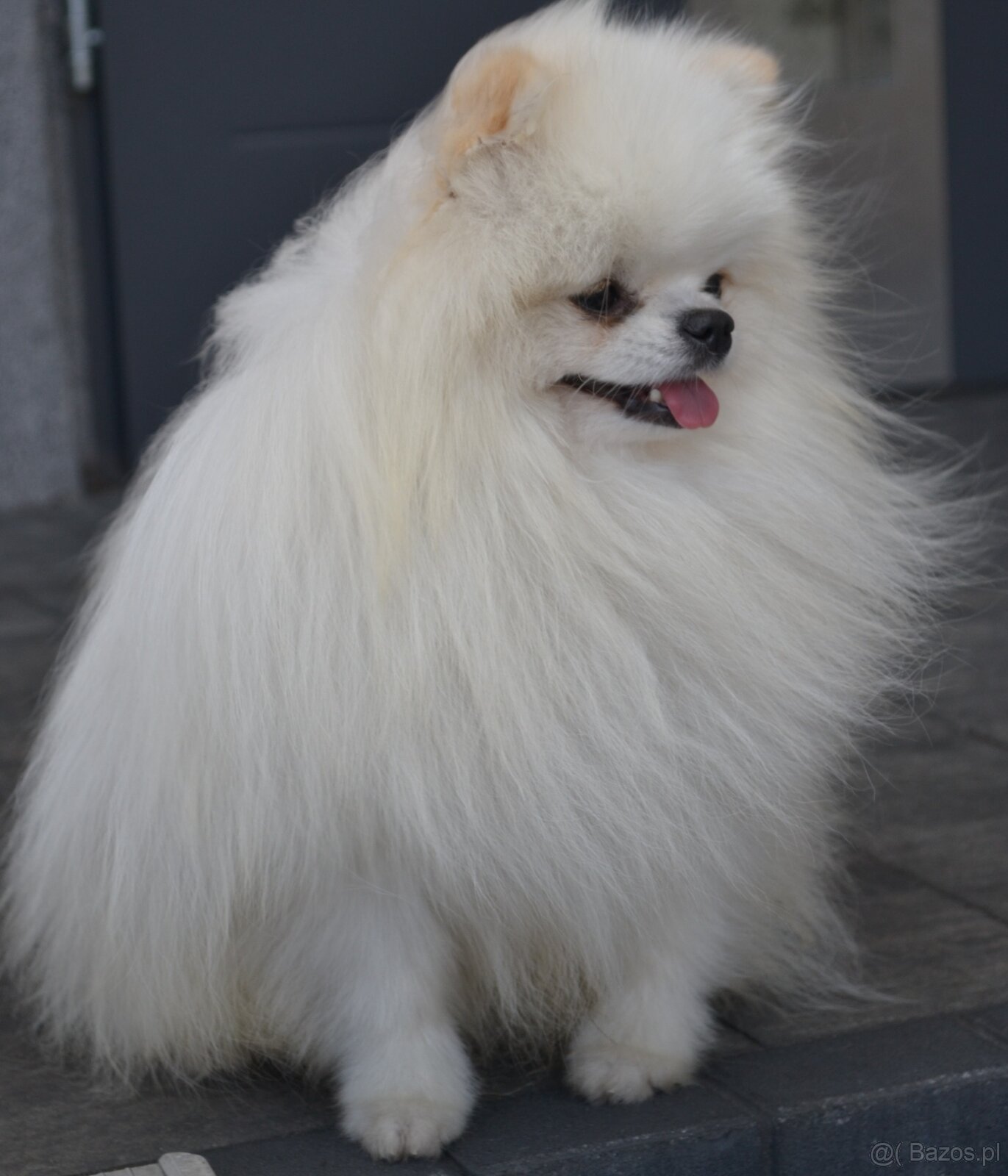 SZPIC MINIATUROWY POMERANIAN PIĘKNY MALUTKI BIAŁY REPRODUKTO - 3