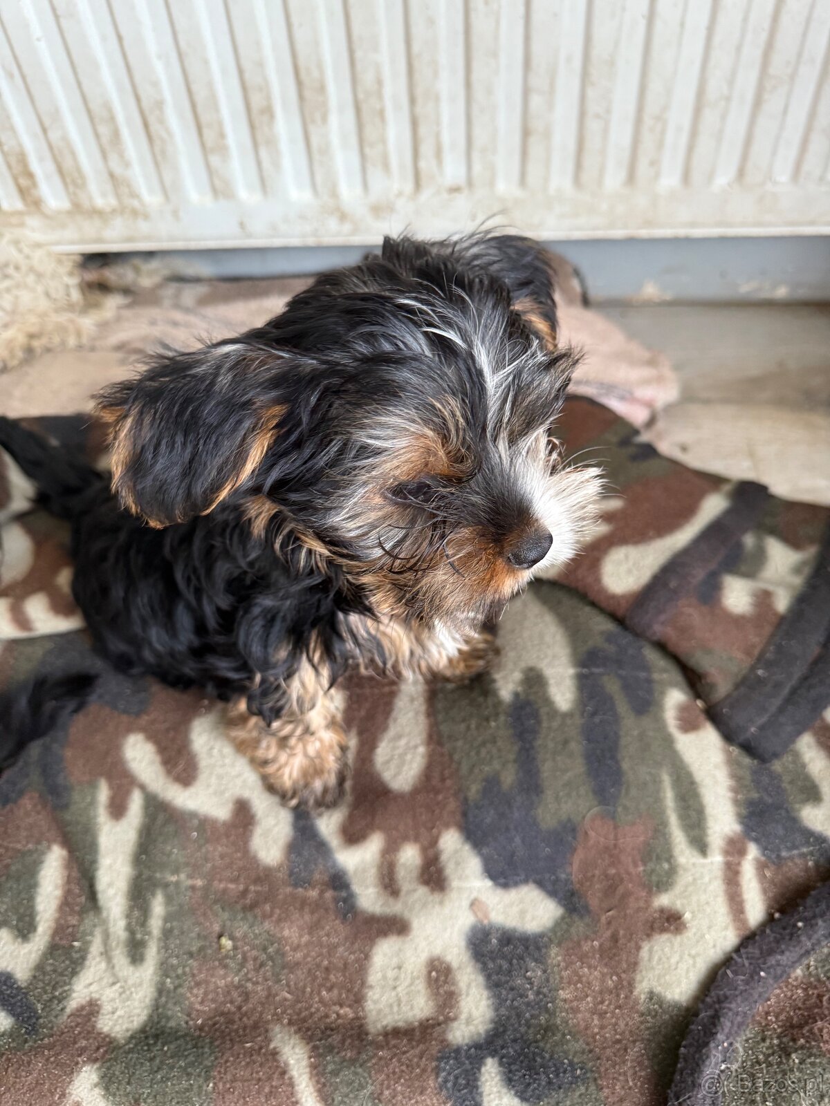 York terier średni - 3