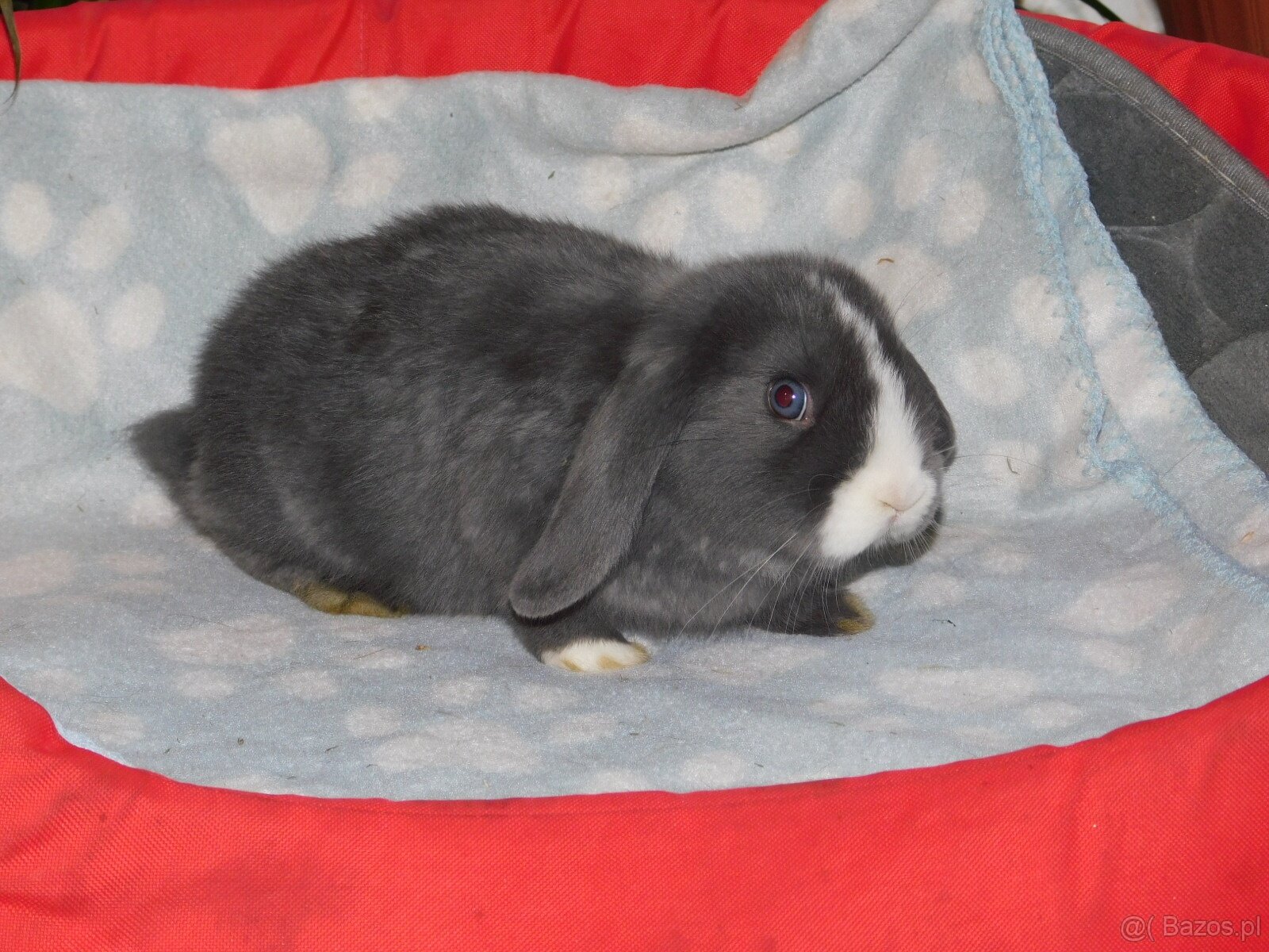 Cudne baranki niebieskie mini lop - 3