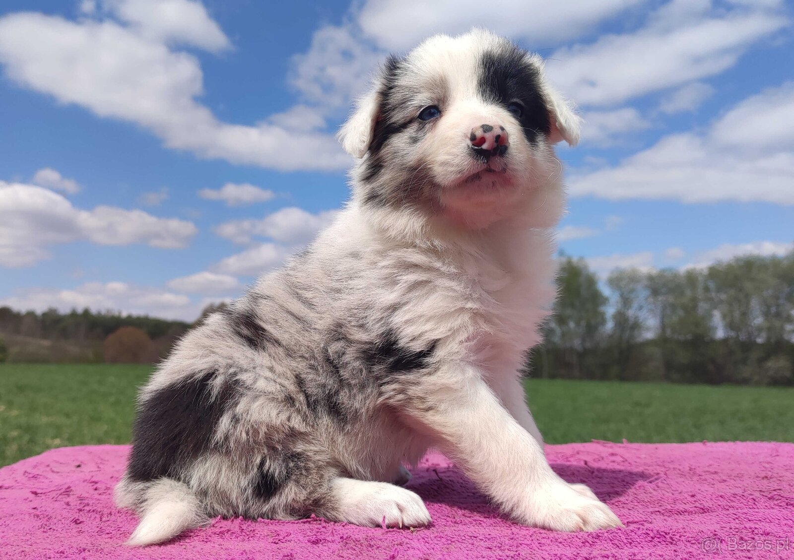Cudowny Border Collie blue merle, pies z hodowli, pełna dok. - 3