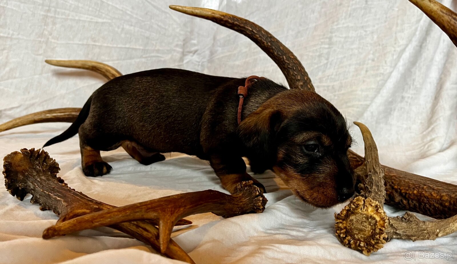 Jamnik standardowy szorstkowłosy s PP - 3