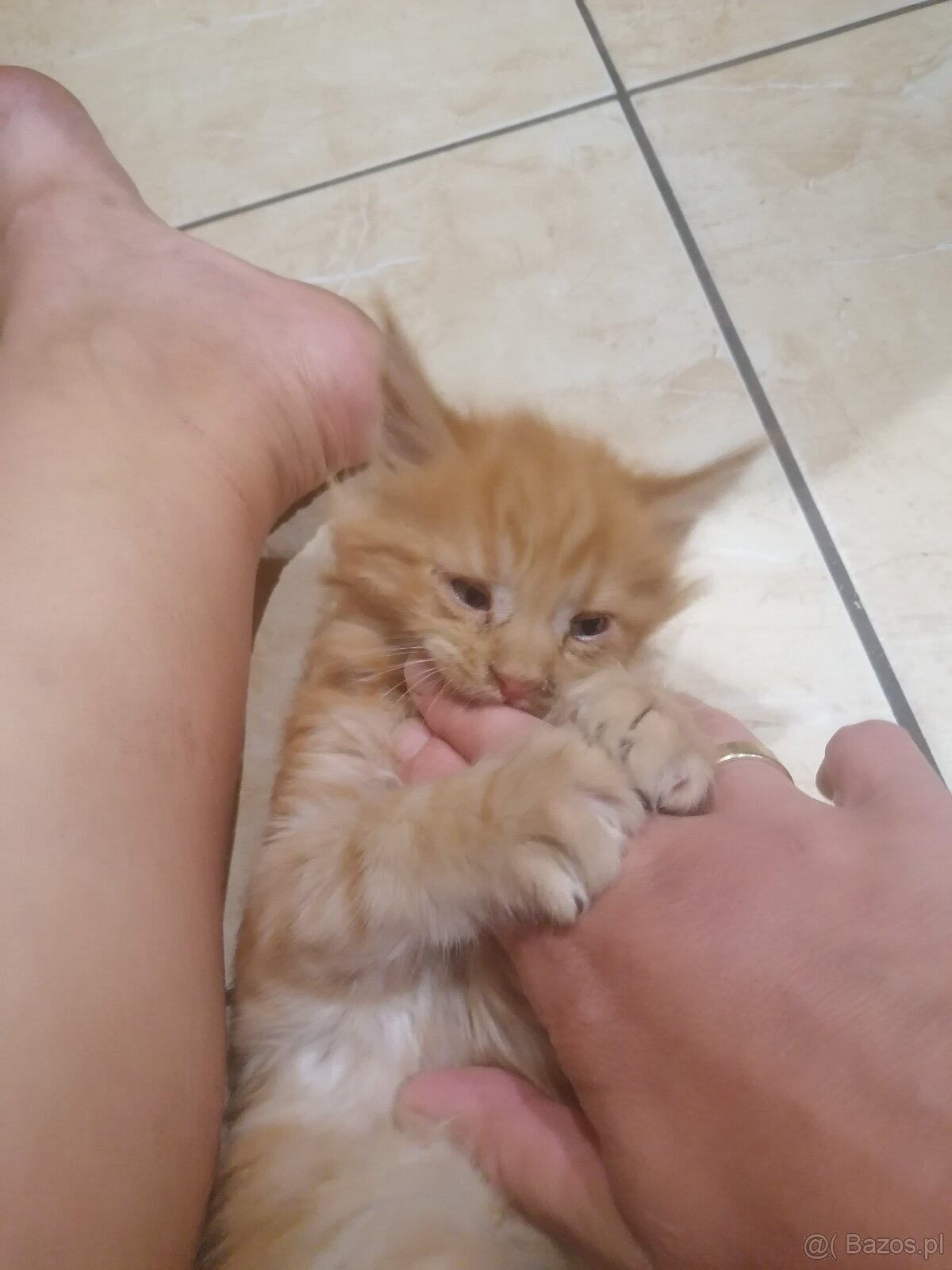 Maine coon - 3