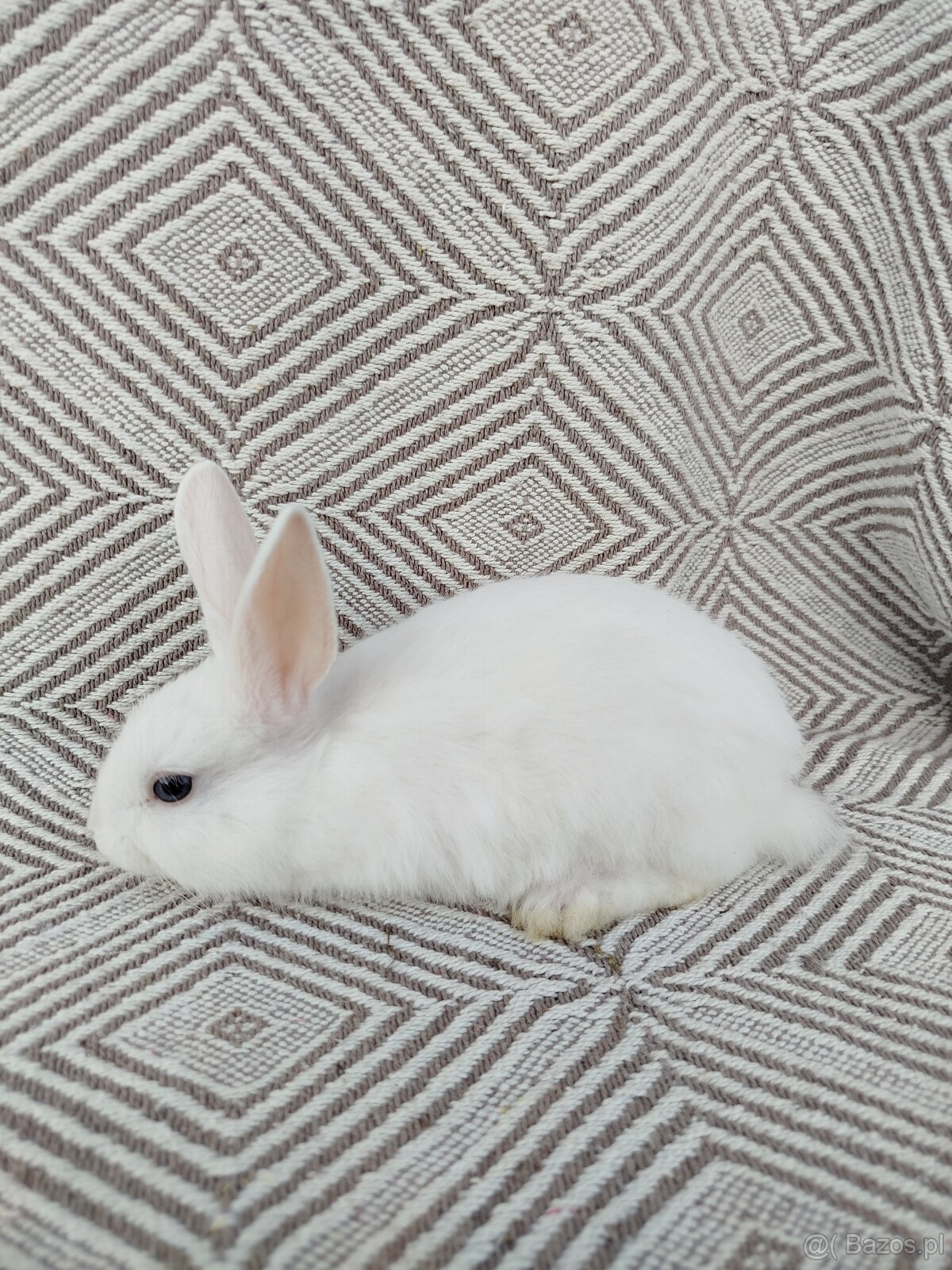 Małe króliki miniaturki - 3