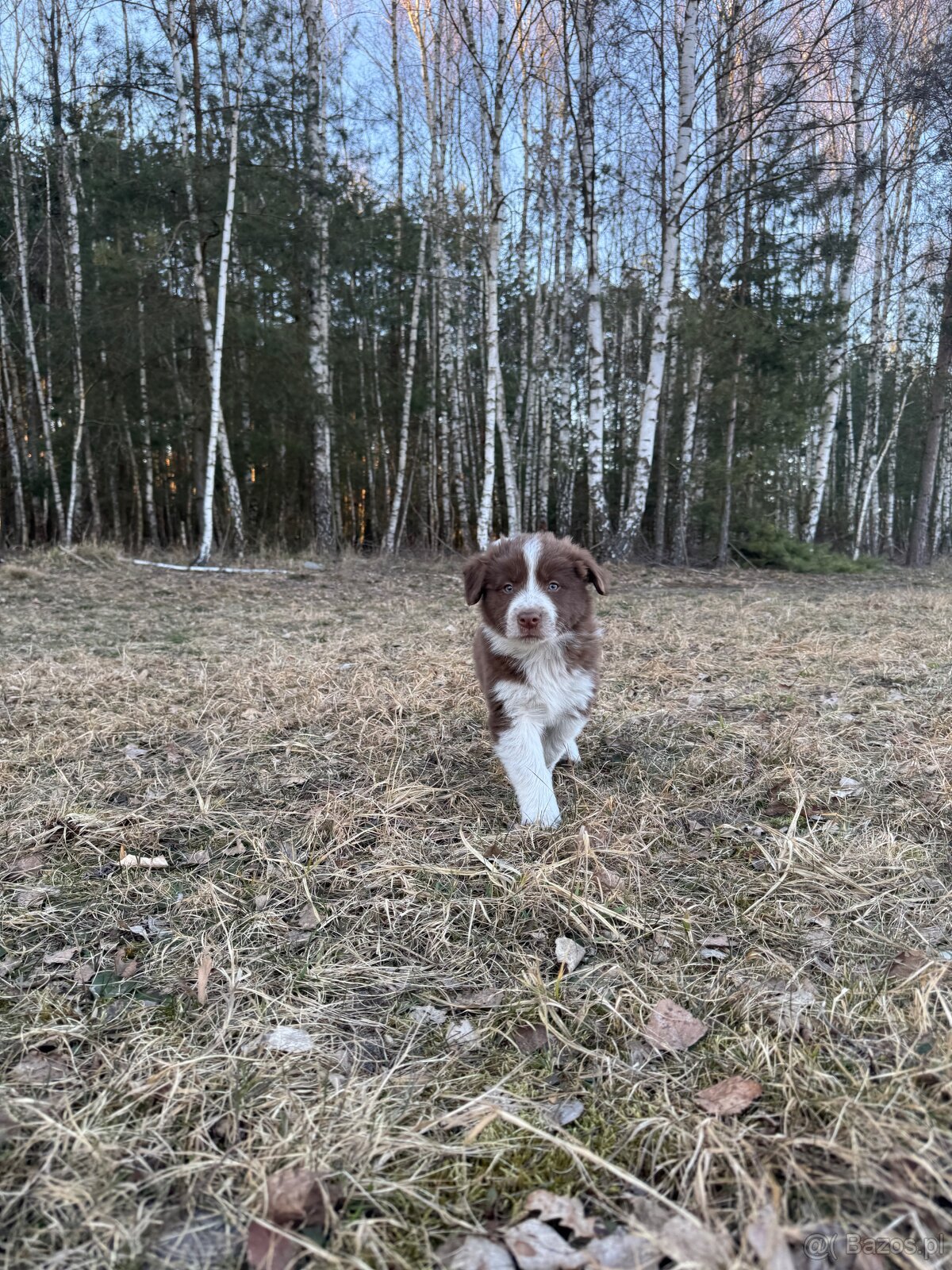 Szczeniaki border collie - 3