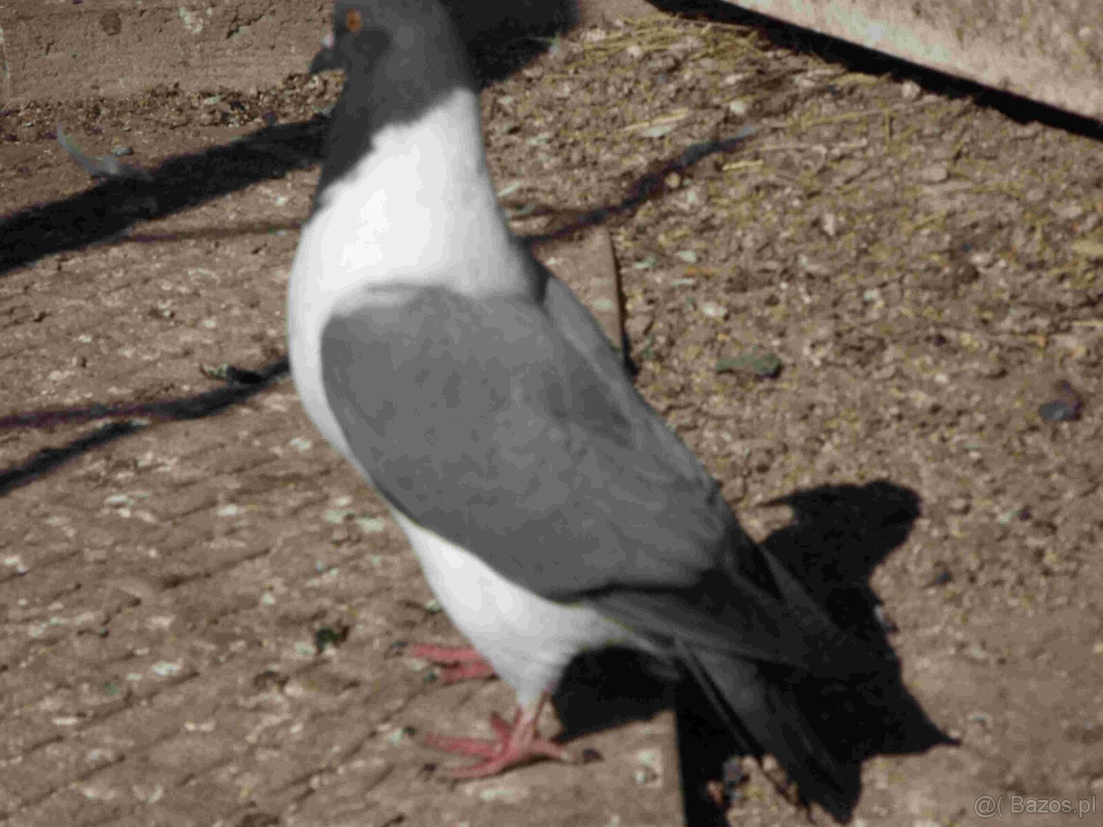 sprzedam gołębie - 3