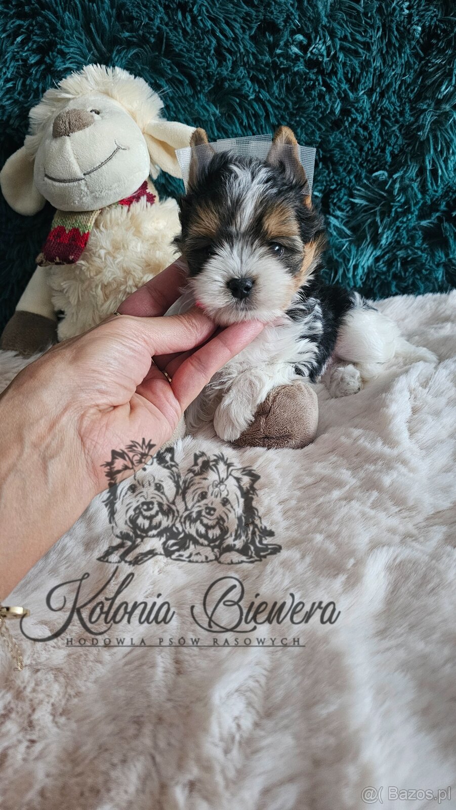 Yorkshire Terrier Biewer (TRICOLOR) piesek PASZPORT - 3