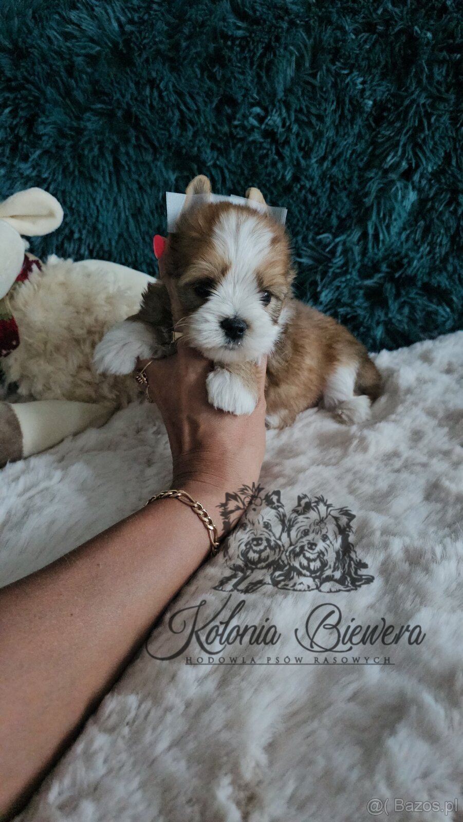Yorkshire Terrier Ocean Pearl piesek PASZPORT@ - 3