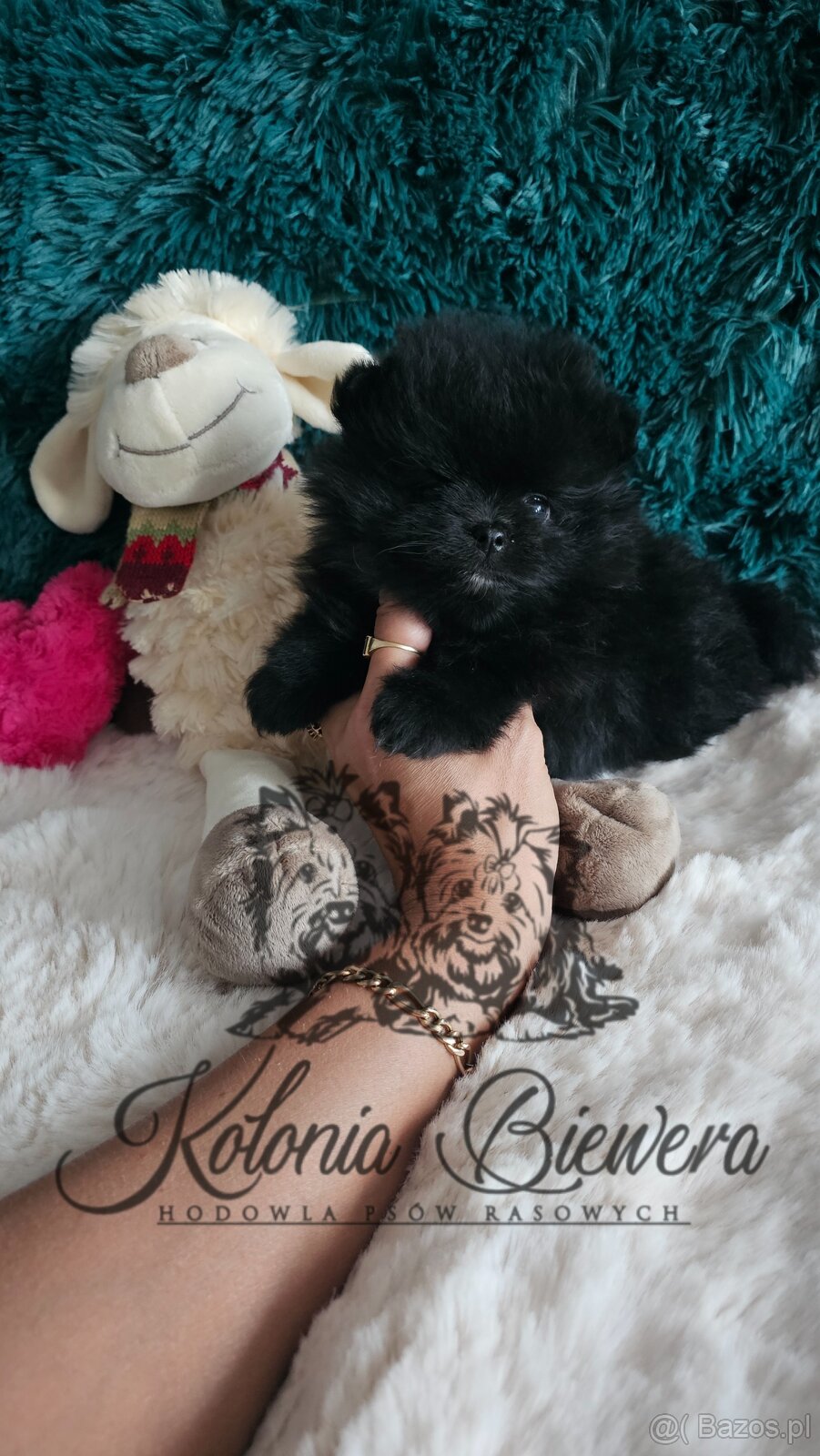 Szpic Miniaturowy/pomeranian PASZPORT - 3