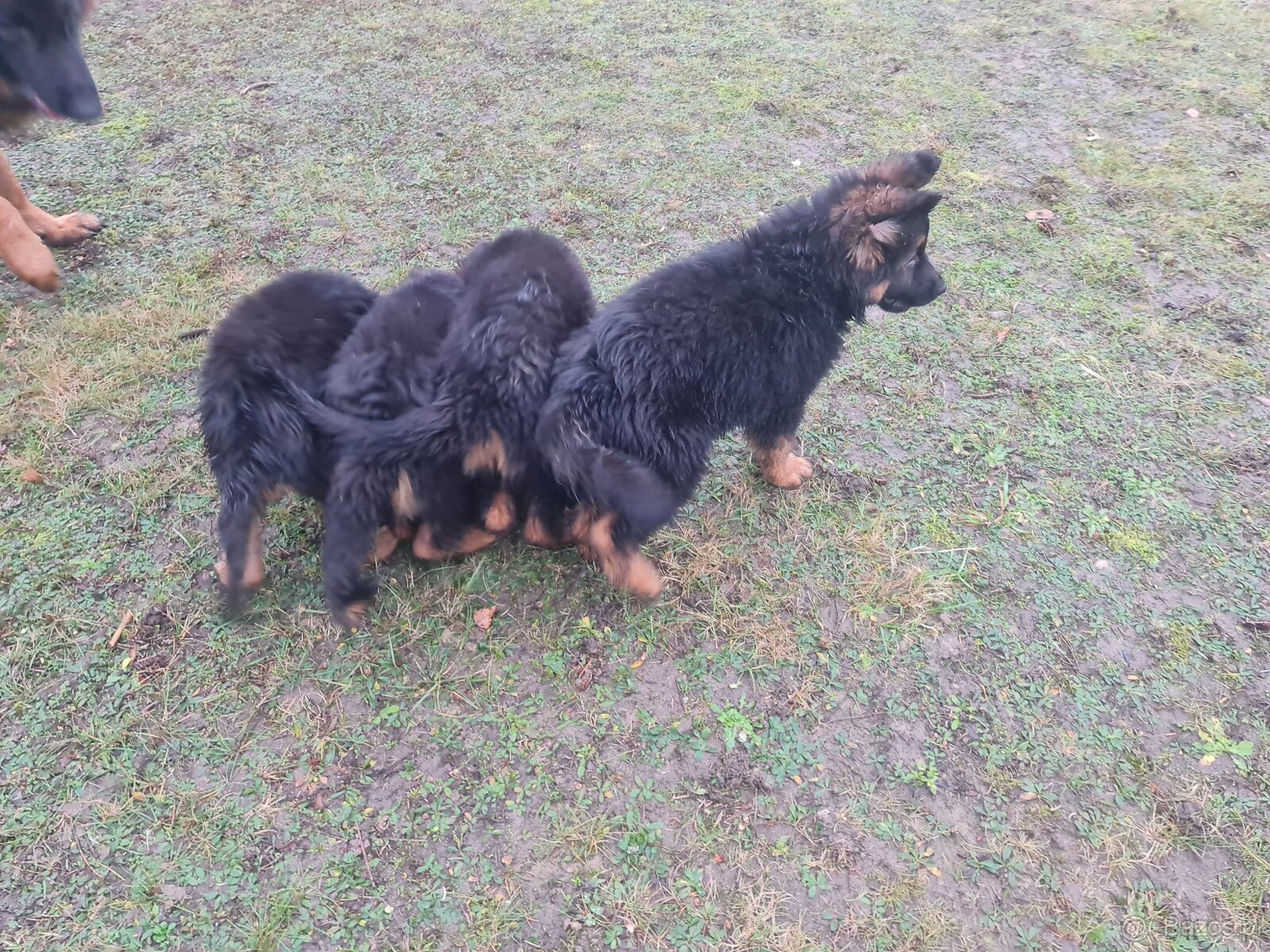 SZCZENIAK Owczarek niemiecki - 3