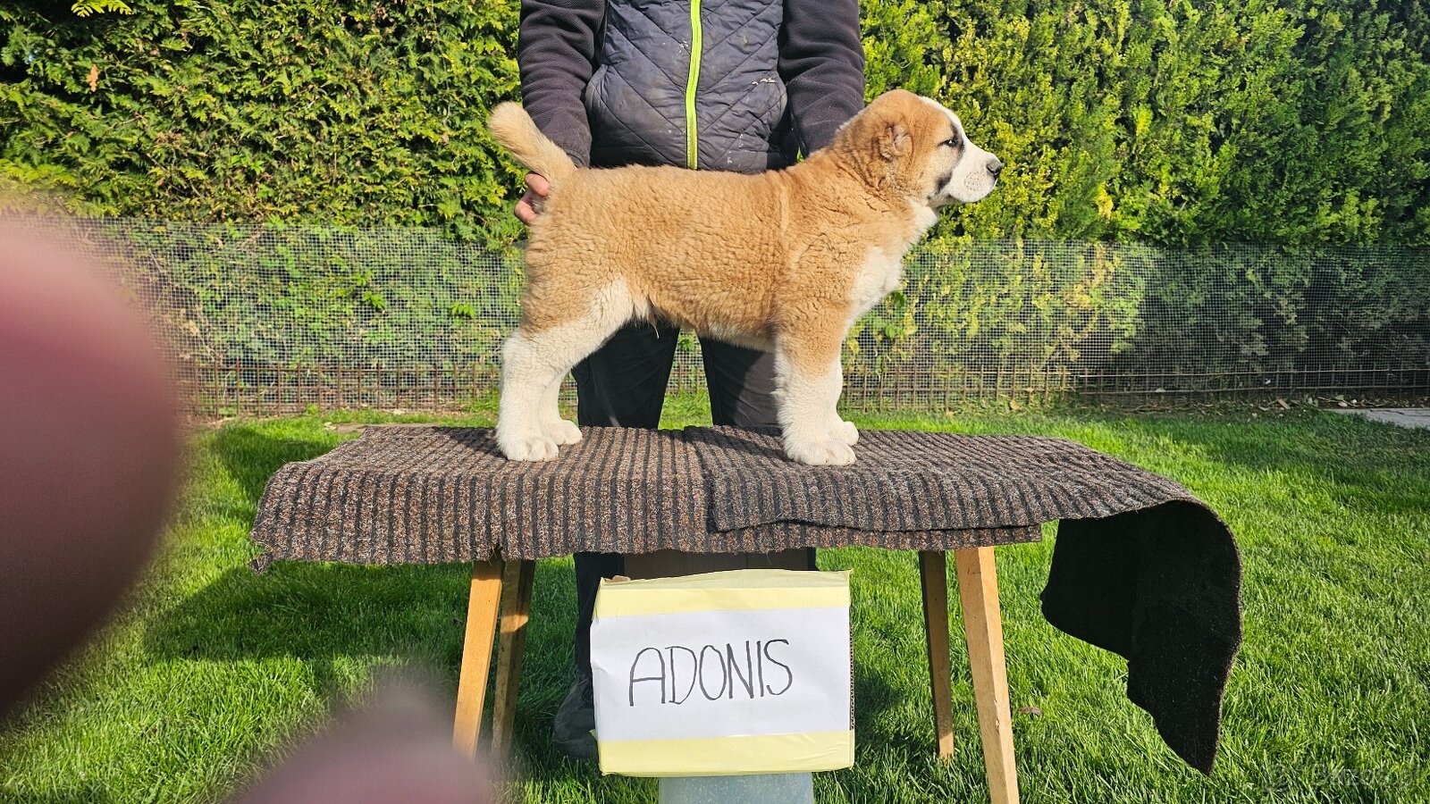 Owczarek środkowoazjatycki – szczenięta z rodowodem - 3