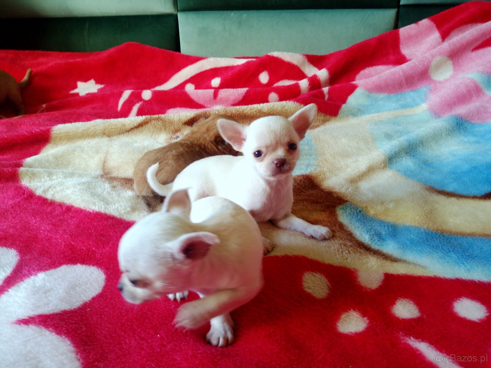 Chihuahua szczenięta - 3