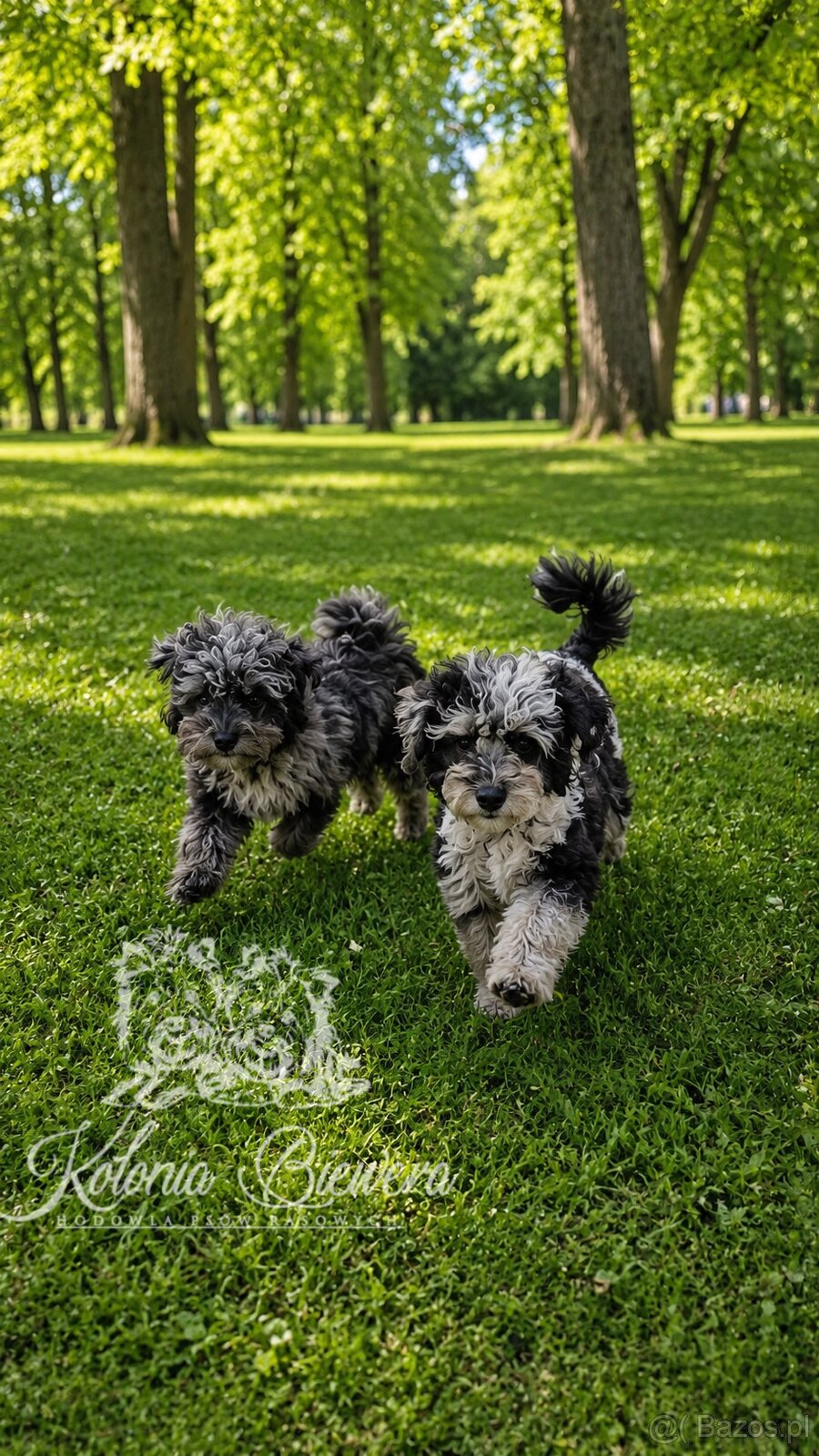 Pudel Miniaturowy Blue Merle Badania Genetyczne Paszport - 3