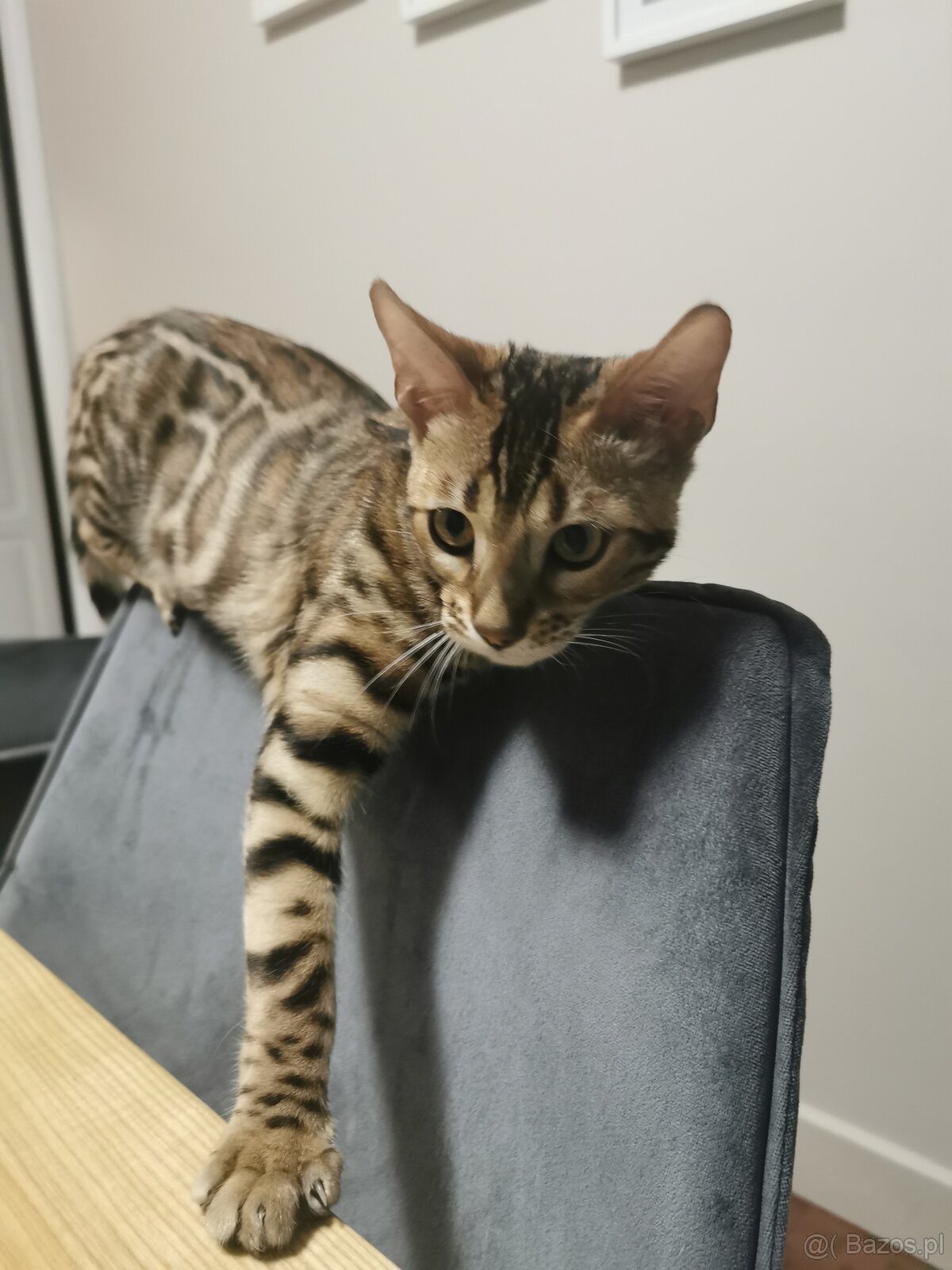 Rodowodowa kotka Bengalska - 3