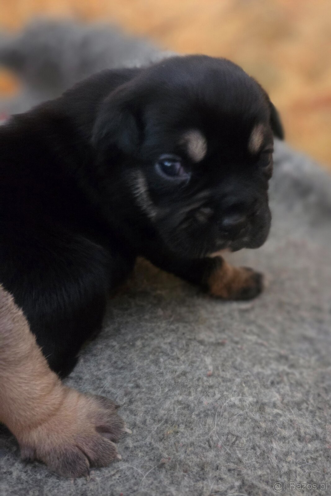 Dog Z Majorki Ca De Bou - 3