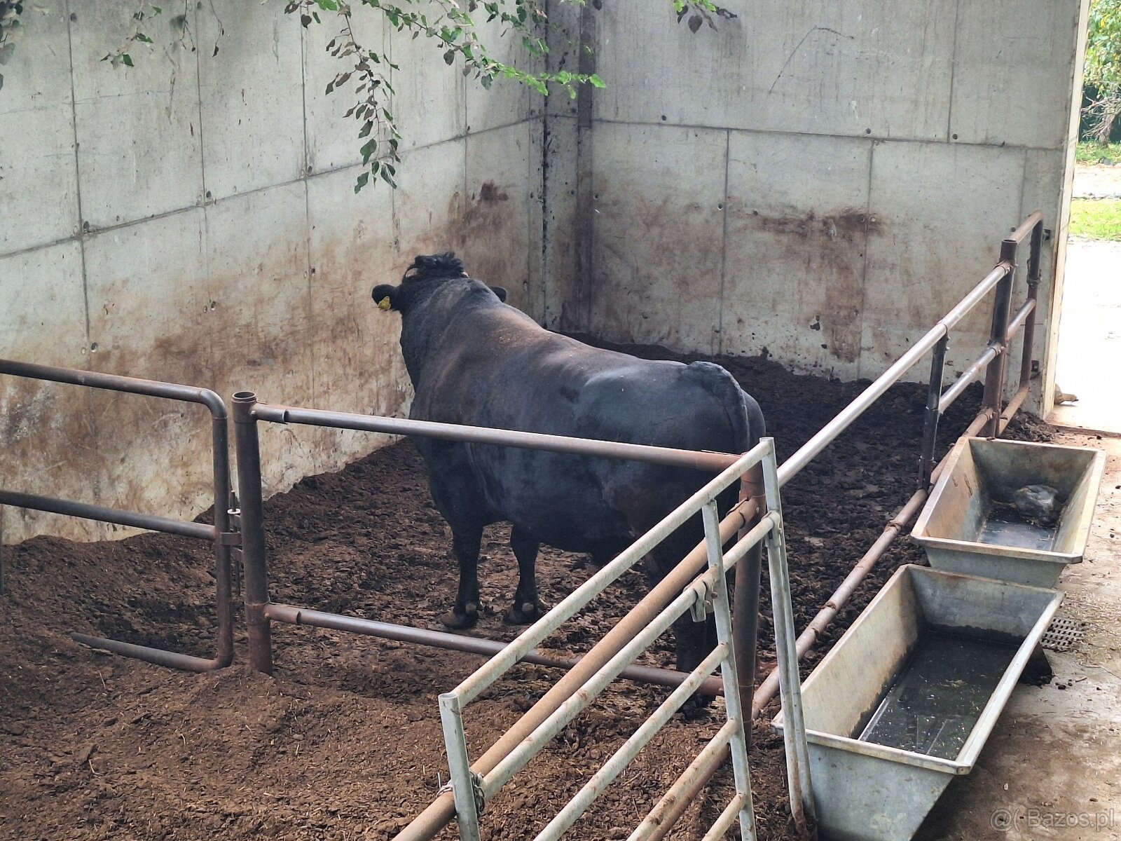 Sprzedaż żywego bydła Wagyu – do hodowli i na mięso | Słowac - 3
