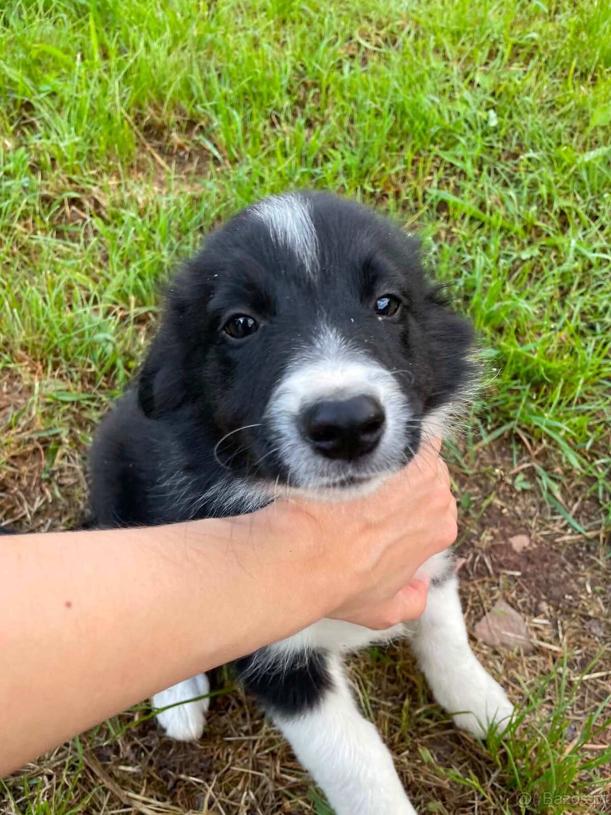 Border collie - 3