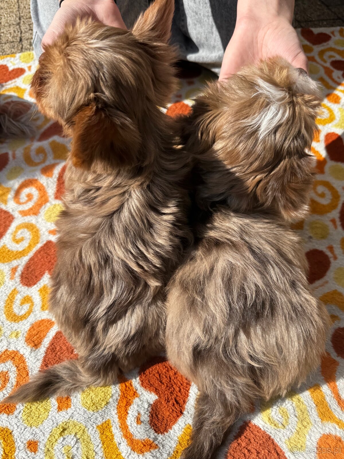 York Yorkshire Terrier - 3