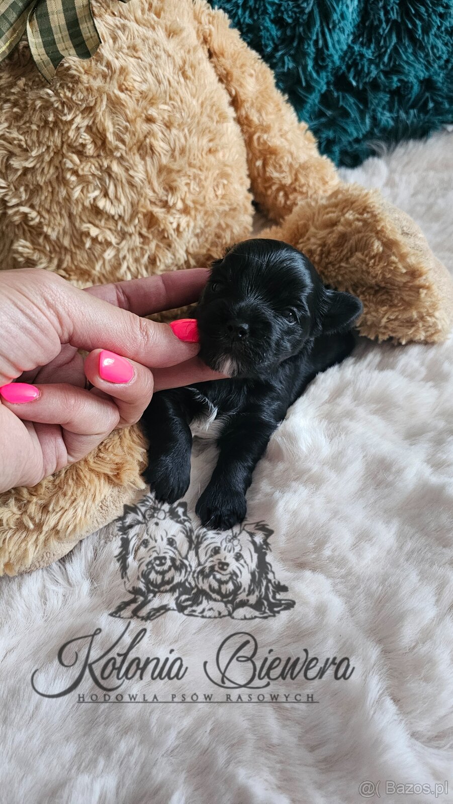 Yorkshire Terrier czarny piesek ( nie wybarwi się) Paszport - 3