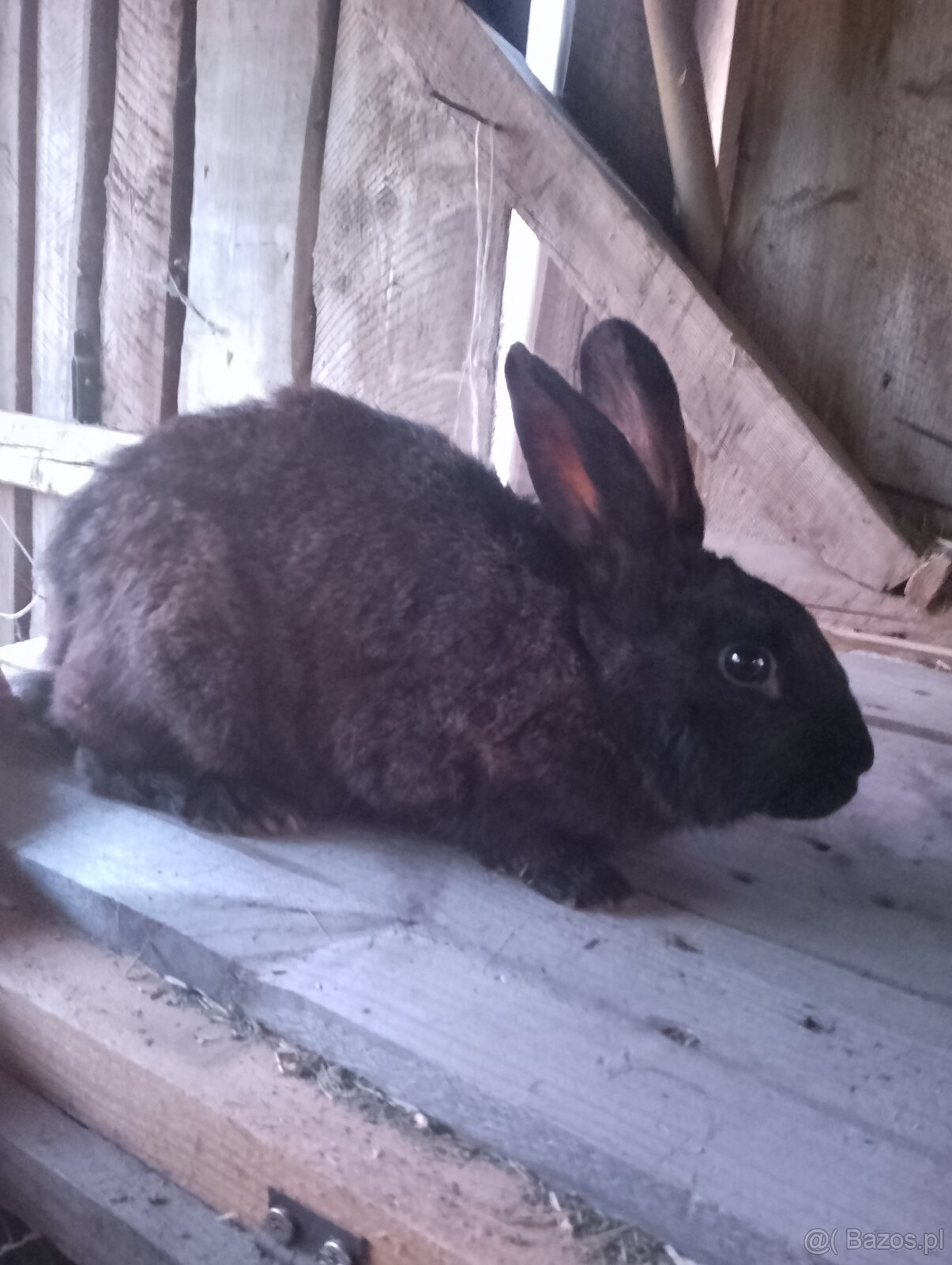 Króliki - 3