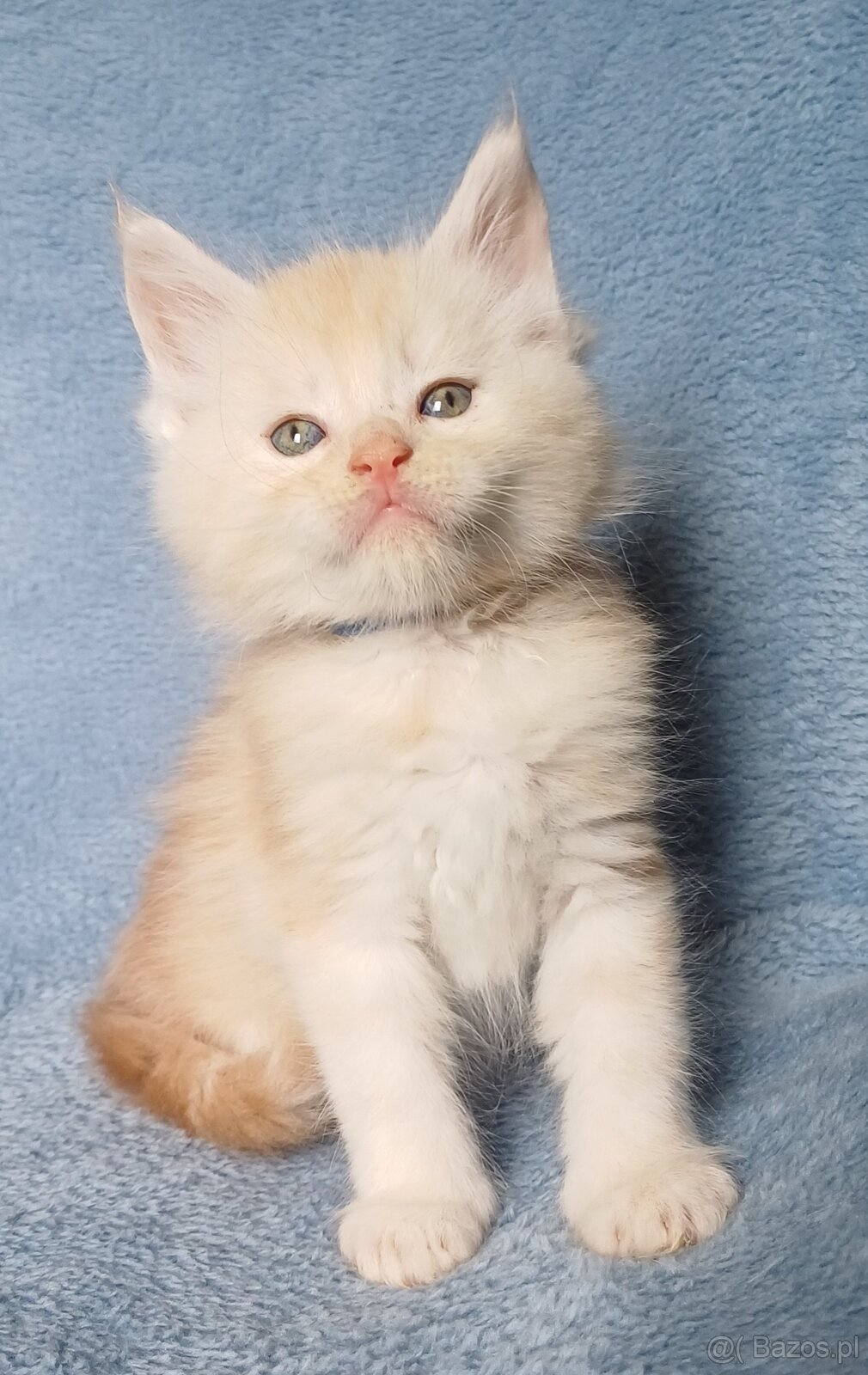 Maine Coon kocurek rodowód fpl - 3