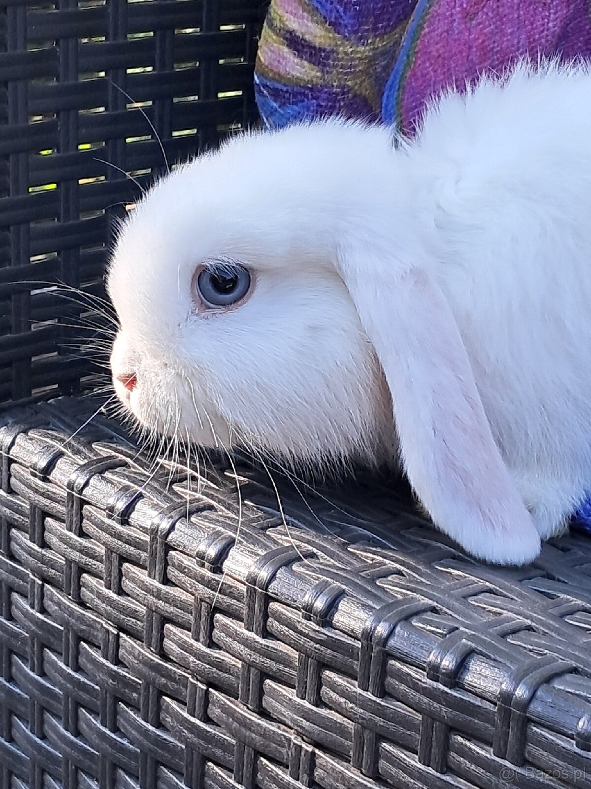 Białe baranki mini lop - 3