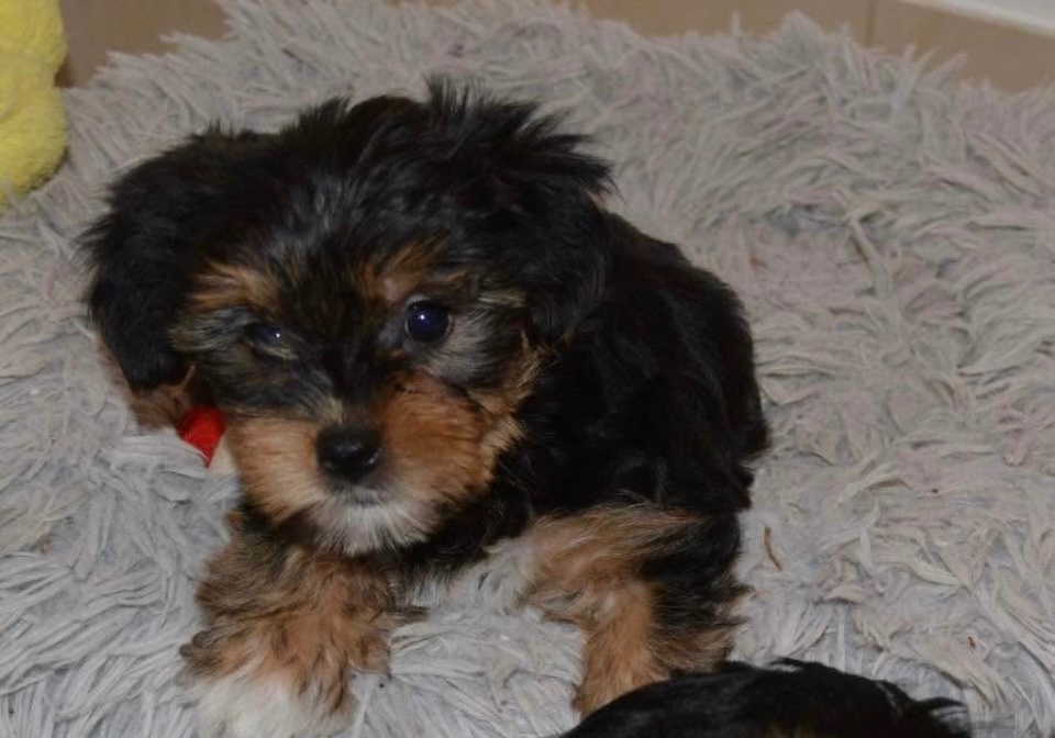 Yorkshire pieski szukają domu - 3