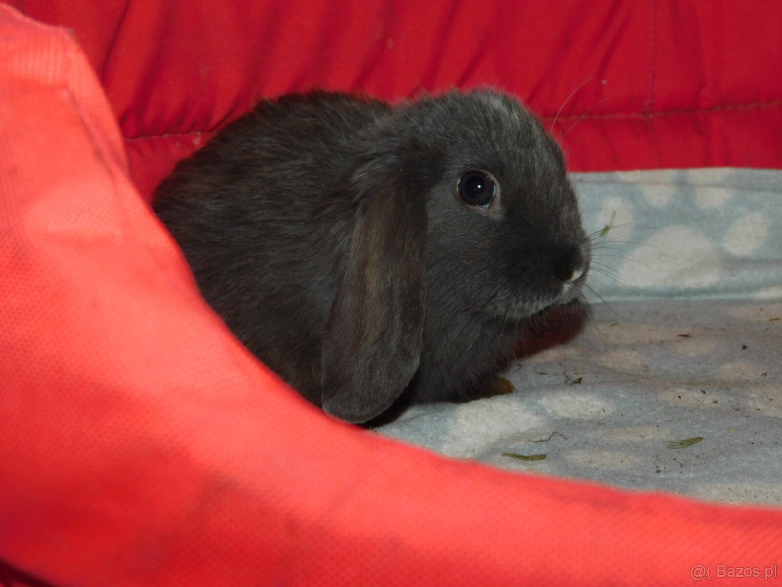 Piękne baranki mini lop - 3