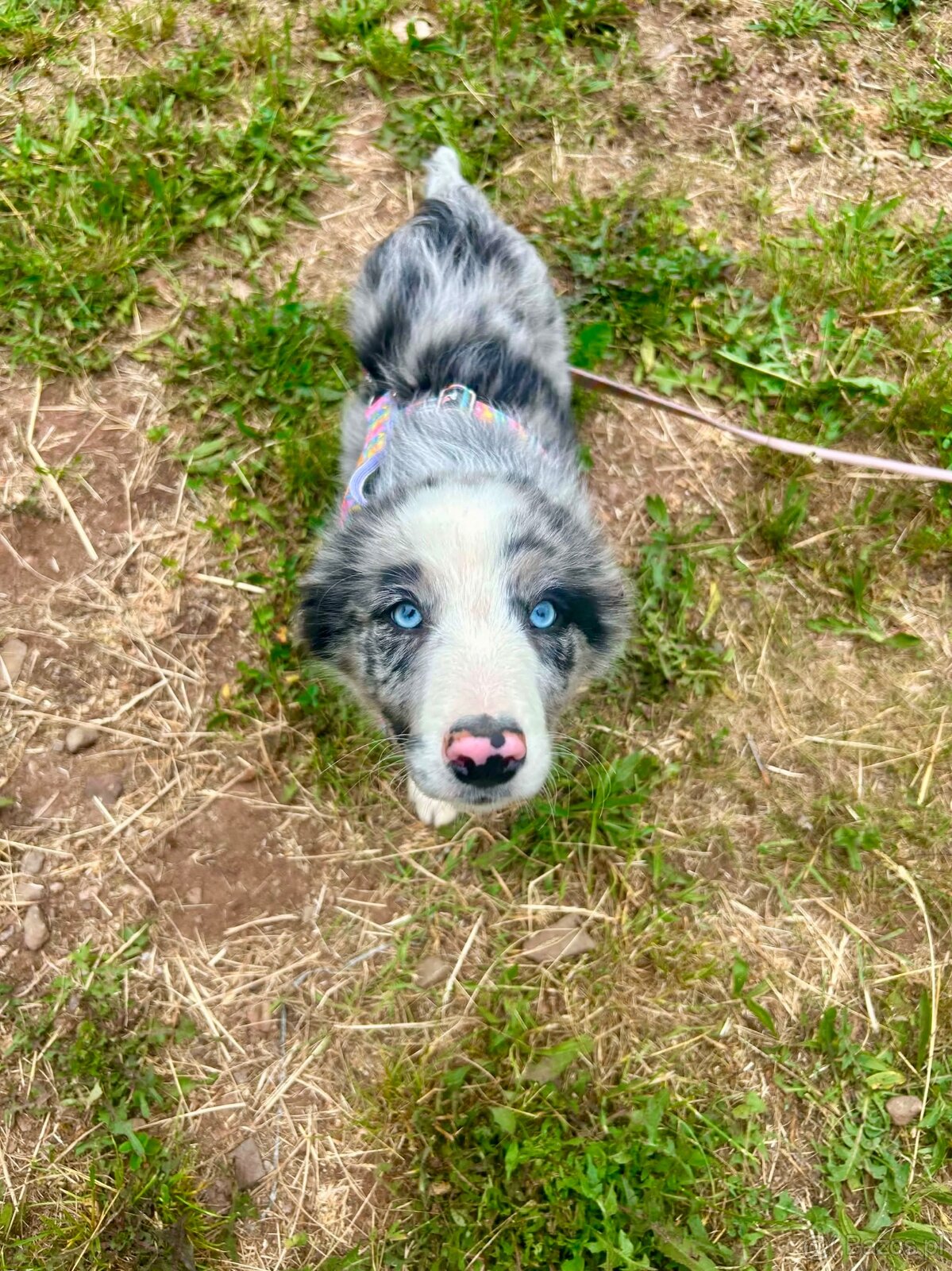 Border collie - 3