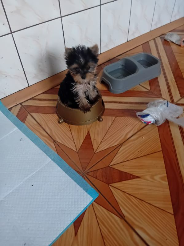 Sprzedam szczeniaki york terrier 2 pieski i 2 suczki - 3