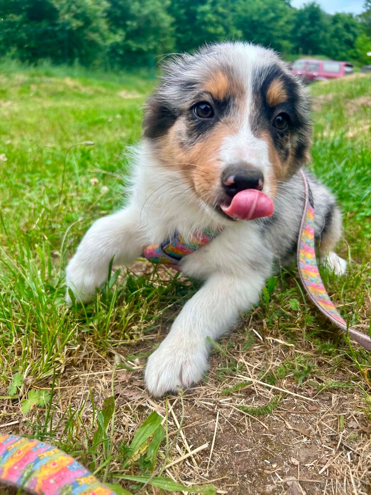 Border collie - 3