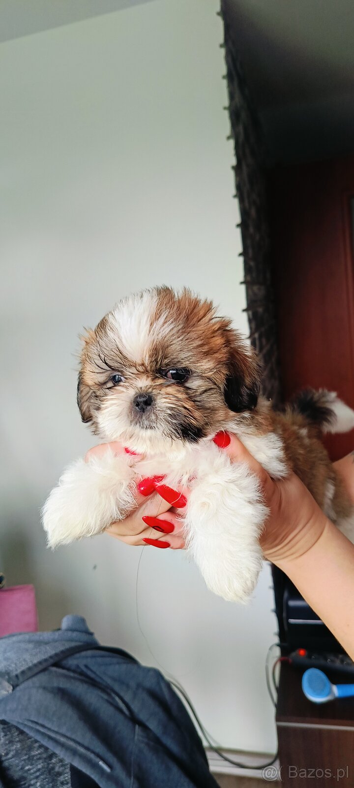 Shih tzu - 3