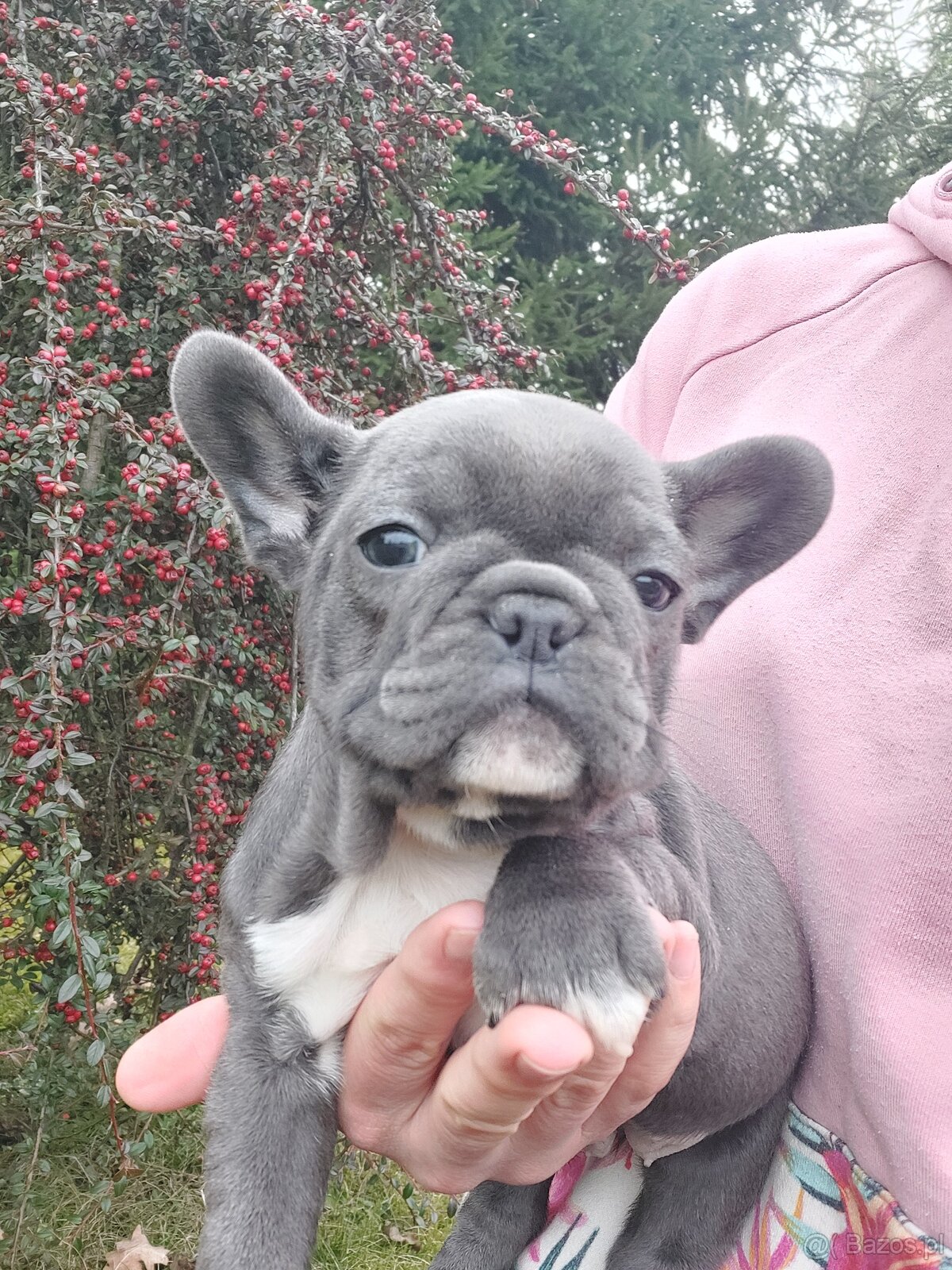 Buldog francuski suczki i pieski - 3