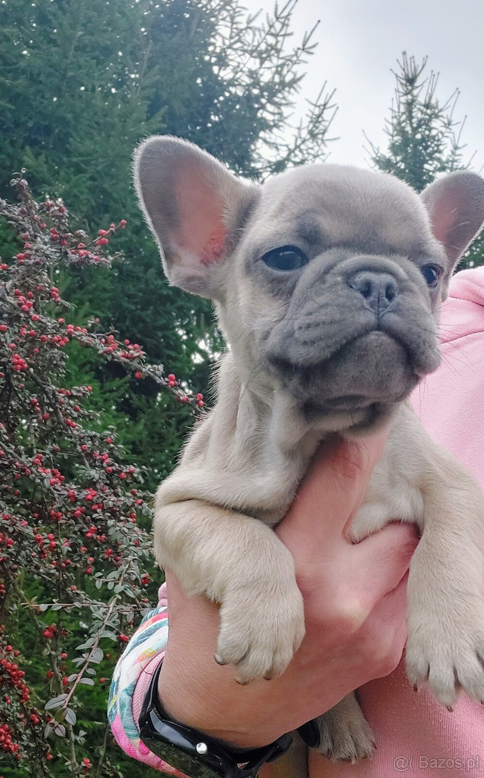 Buldog francuski suczka i piesek - 3